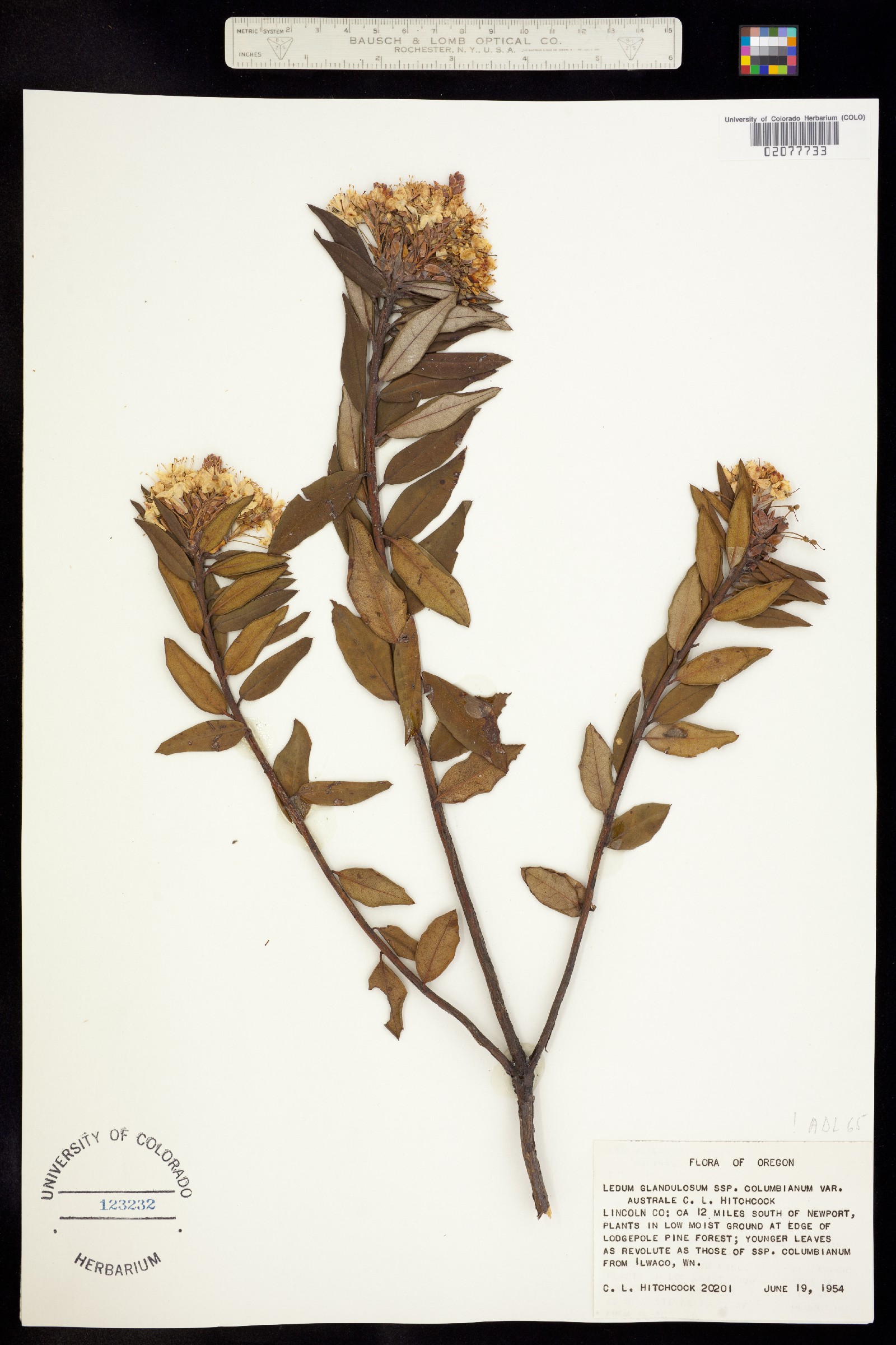 Rhododendron image