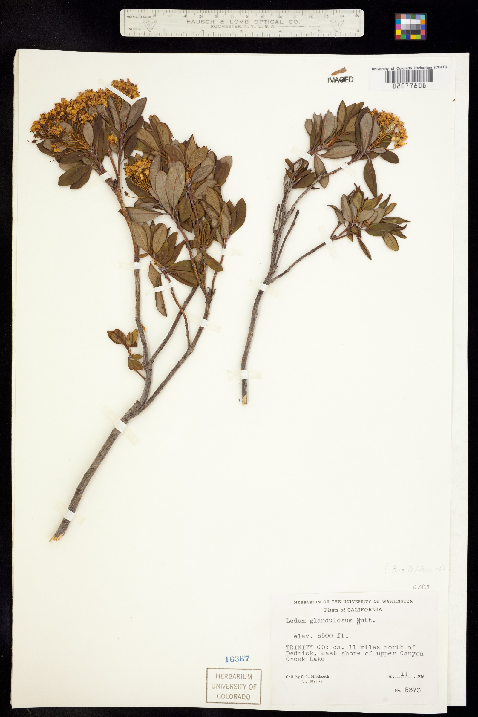 Rhododendron columbianum image