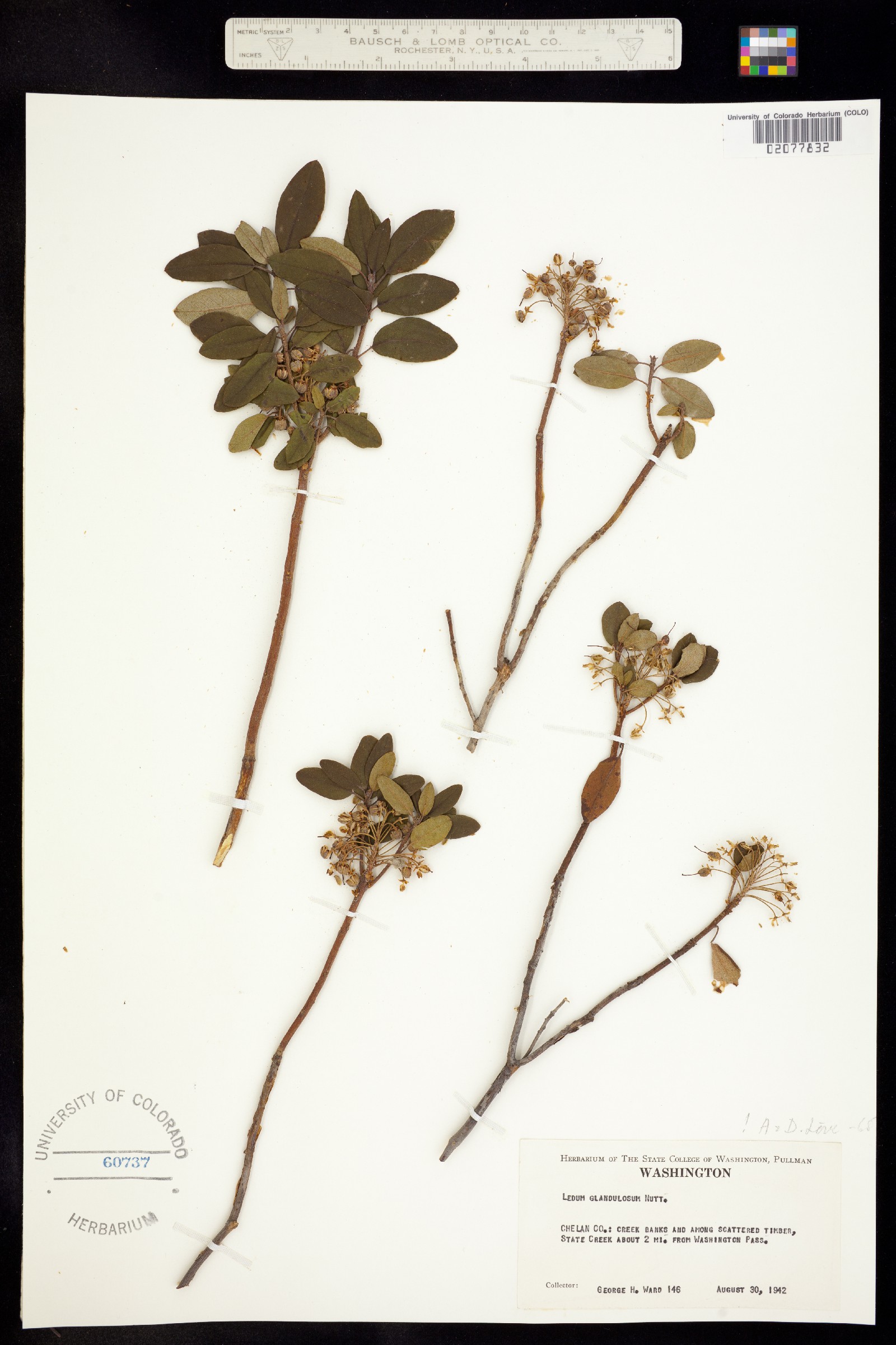 Rhododendron columbianum image