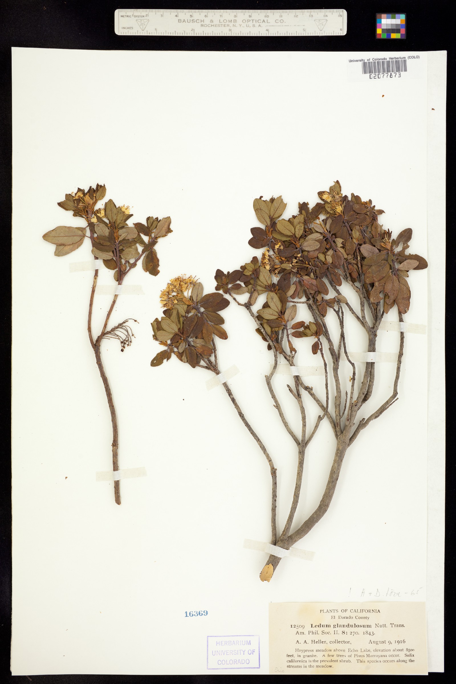 Rhododendron columbianum image