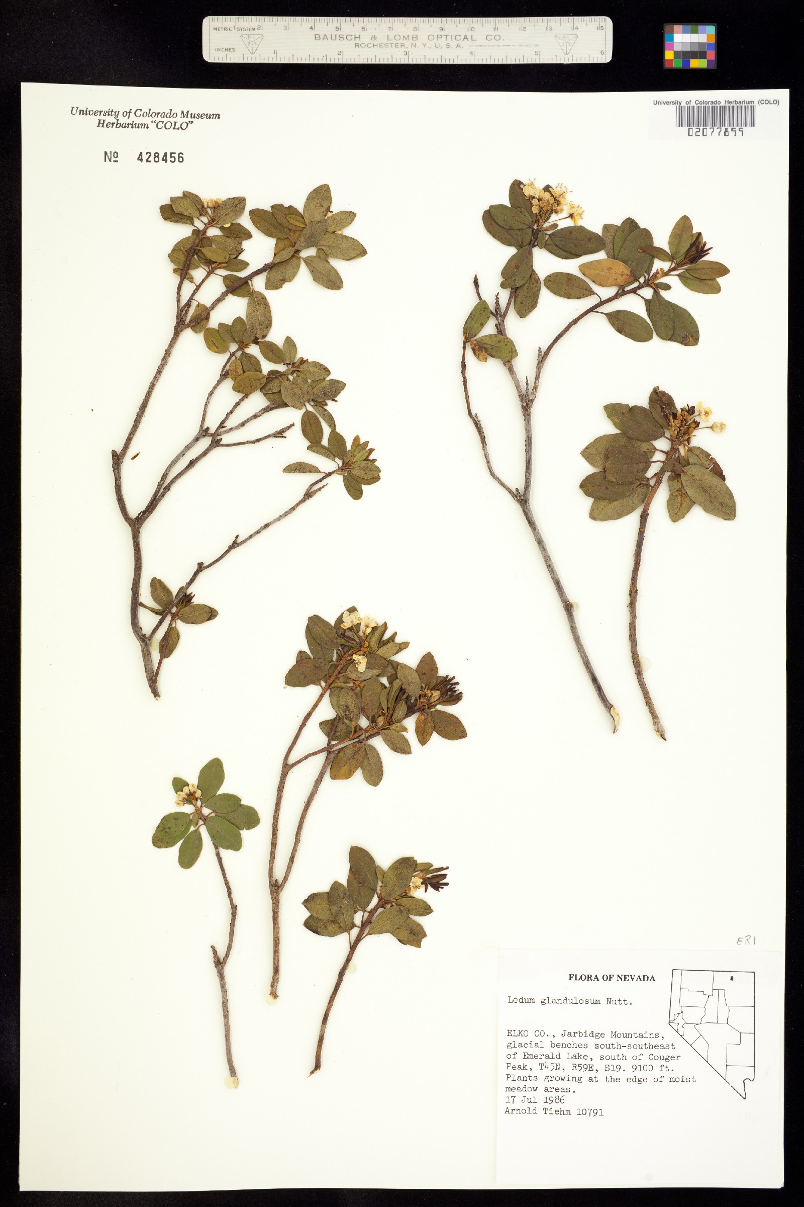 Rhododendron columbianum image