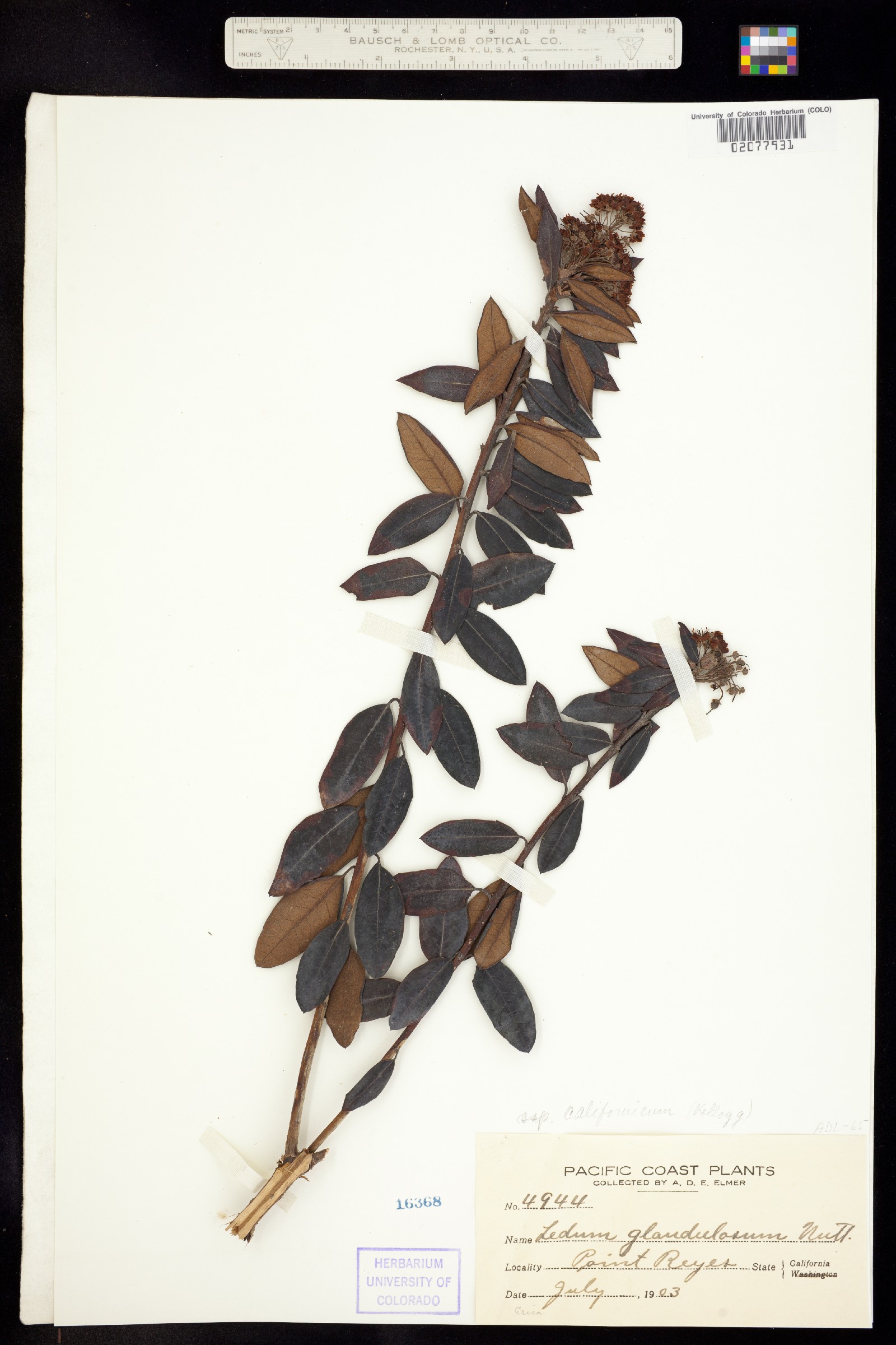 Rhododendron columbianum image