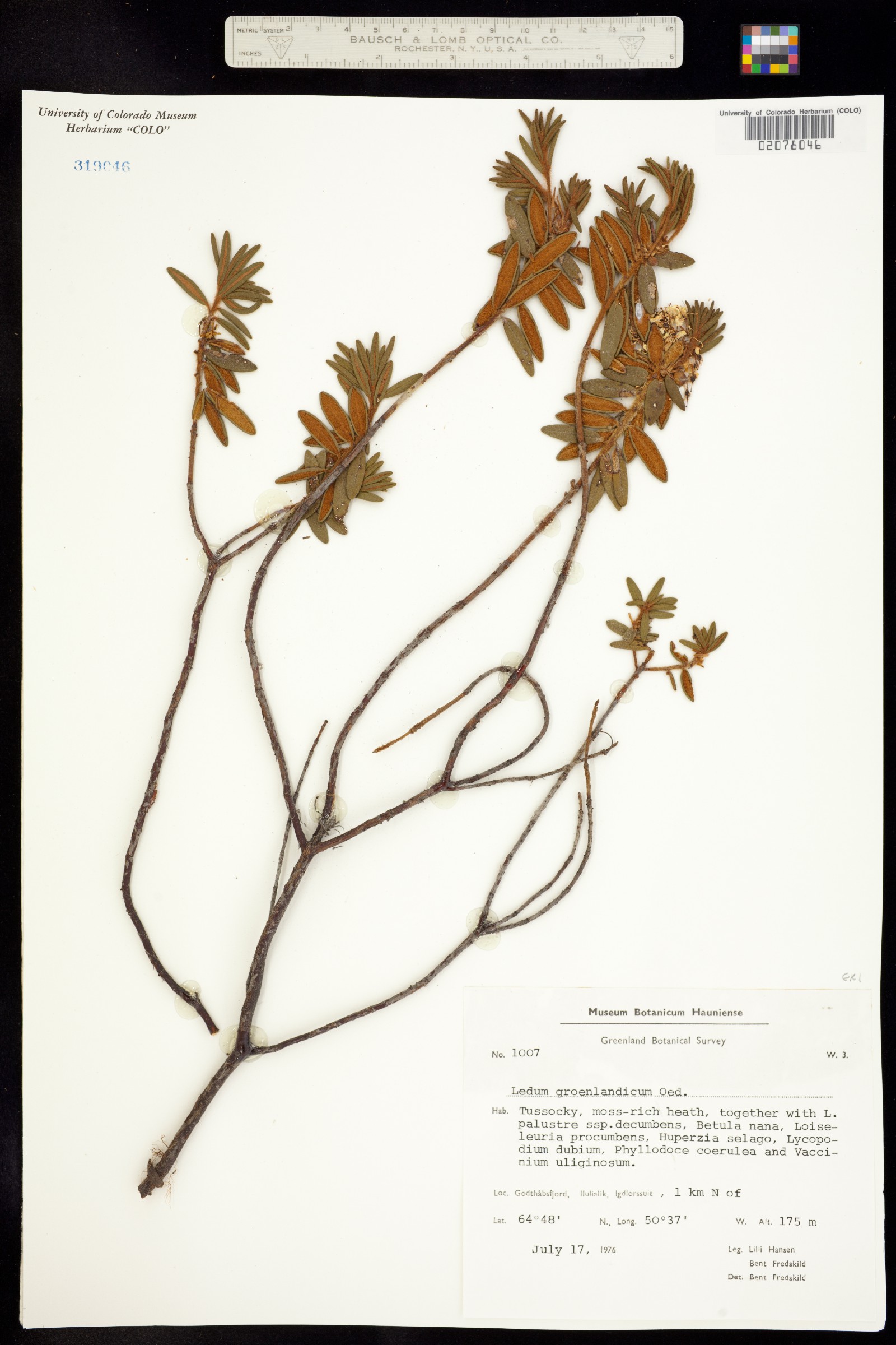 Rhododendron groenlandicum image