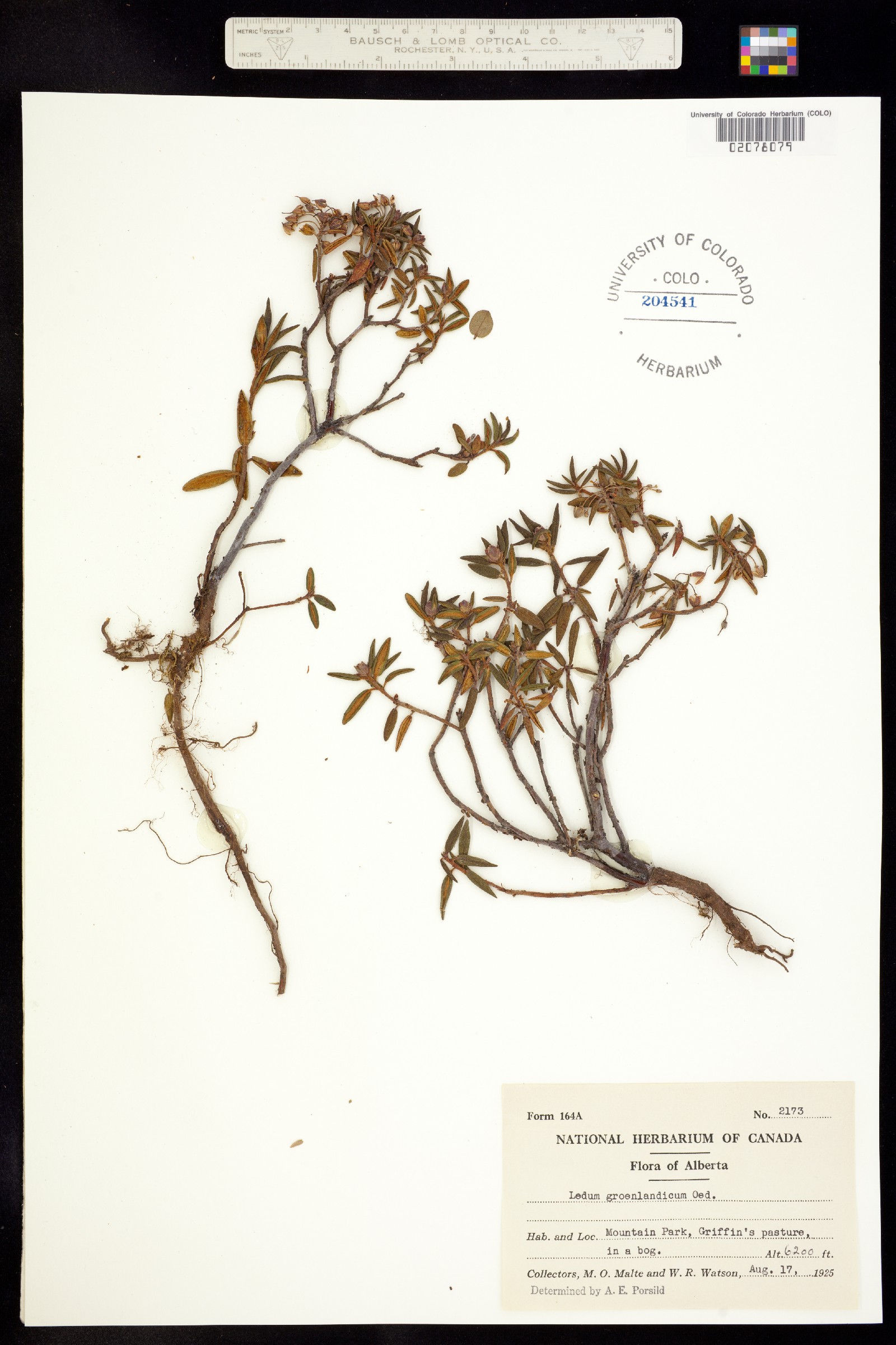 Rhododendron groenlandicum image