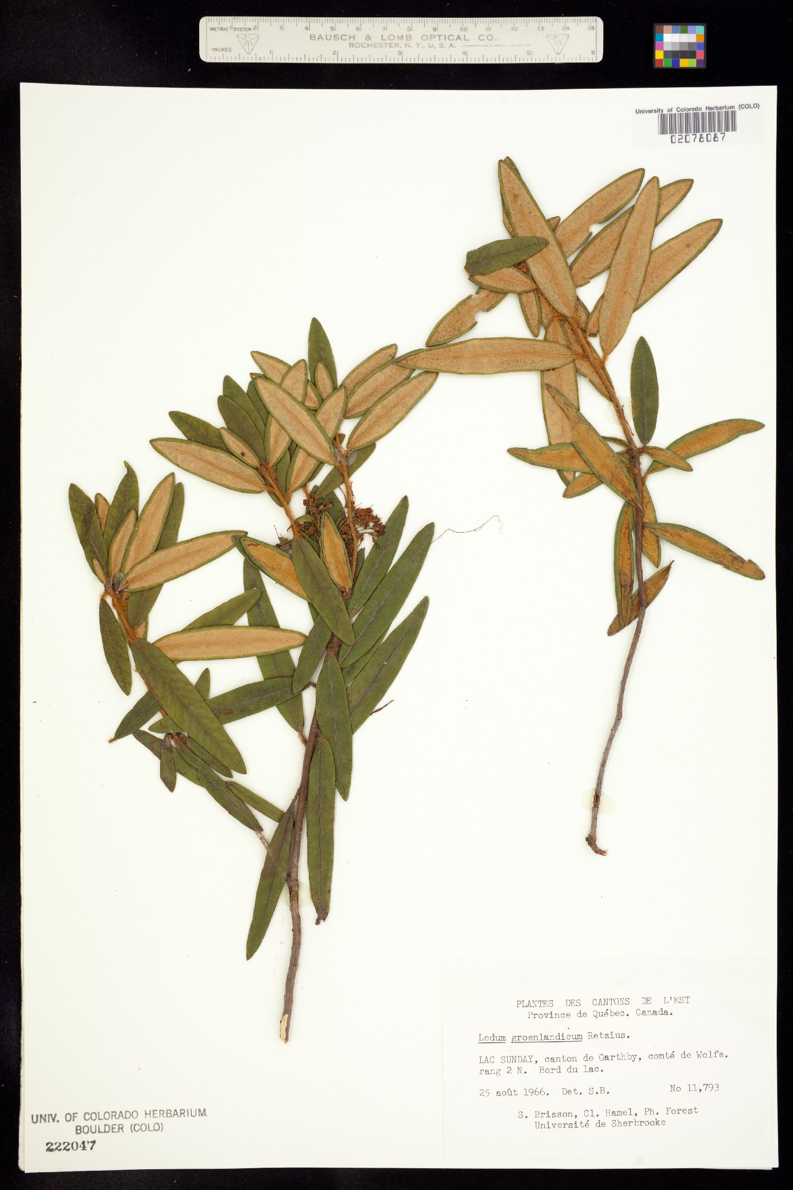 Rhododendron groenlandicum image
