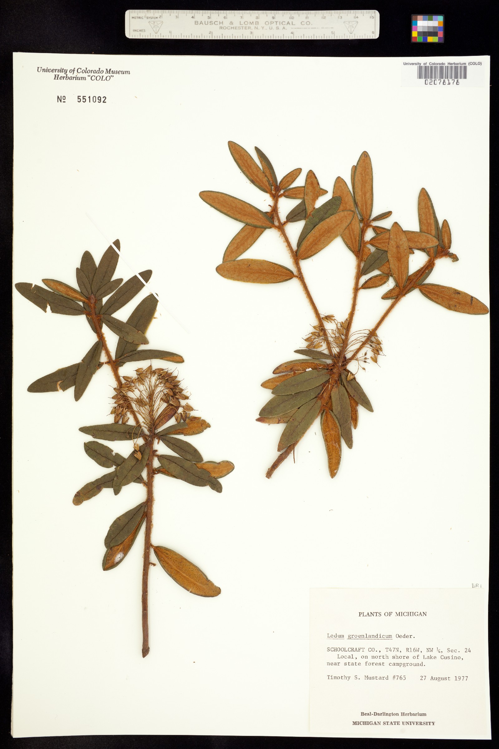 Rhododendron groenlandicum image
