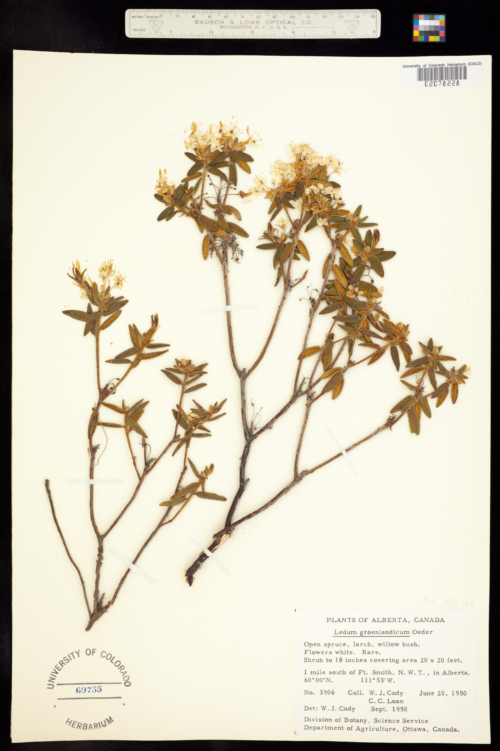 Rhododendron groenlandicum image