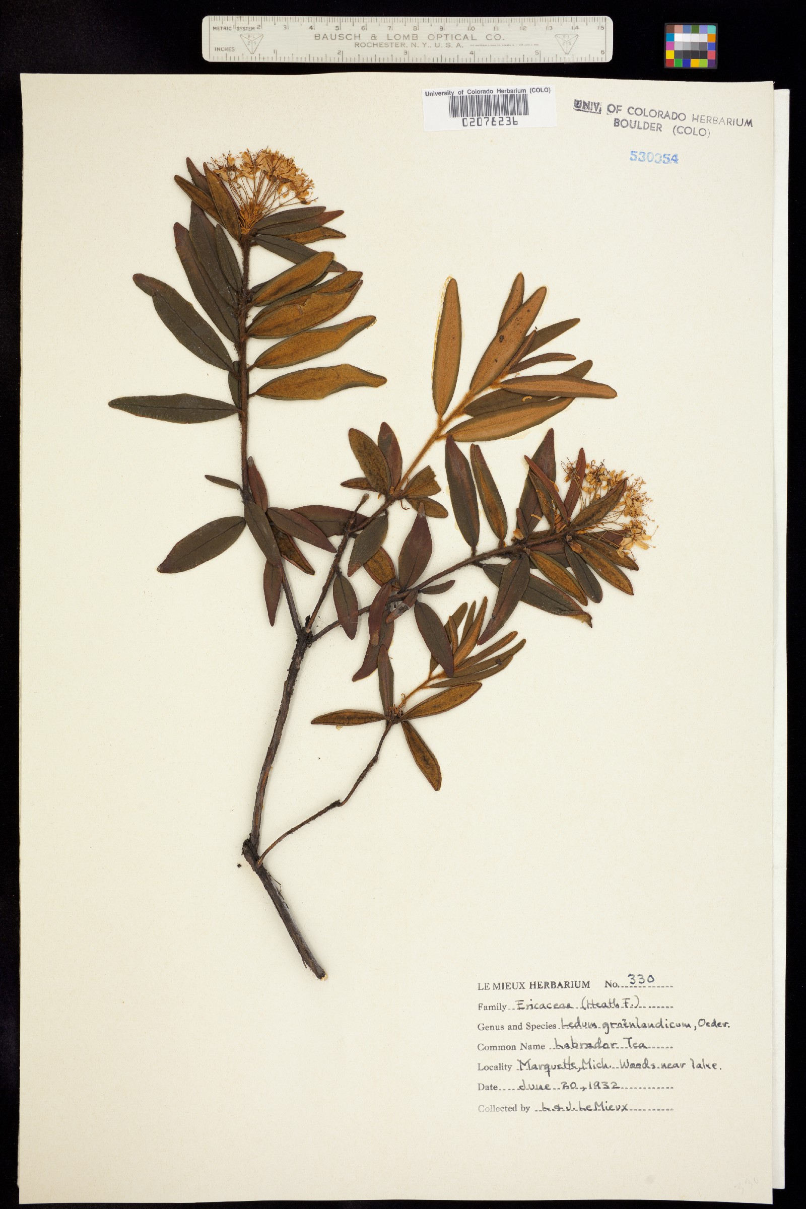 Rhododendron groenlandicum image