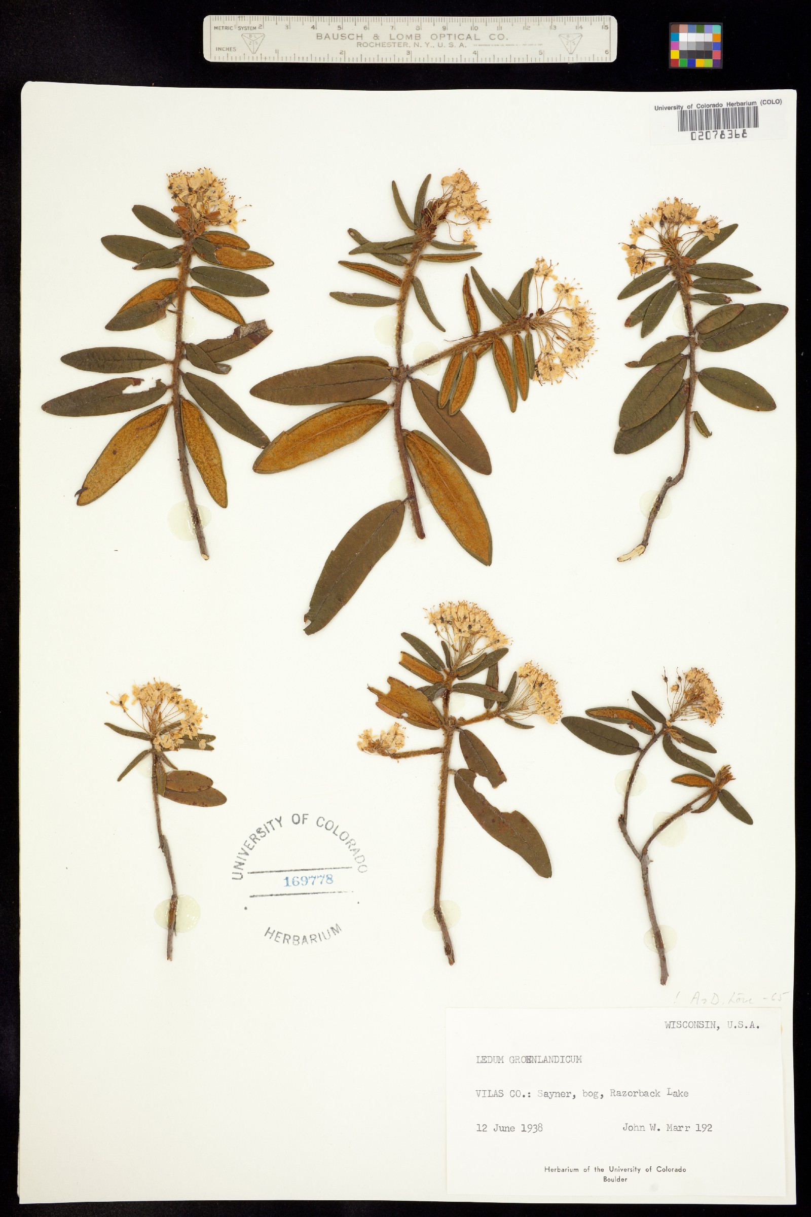 Rhododendron groenlandicum image