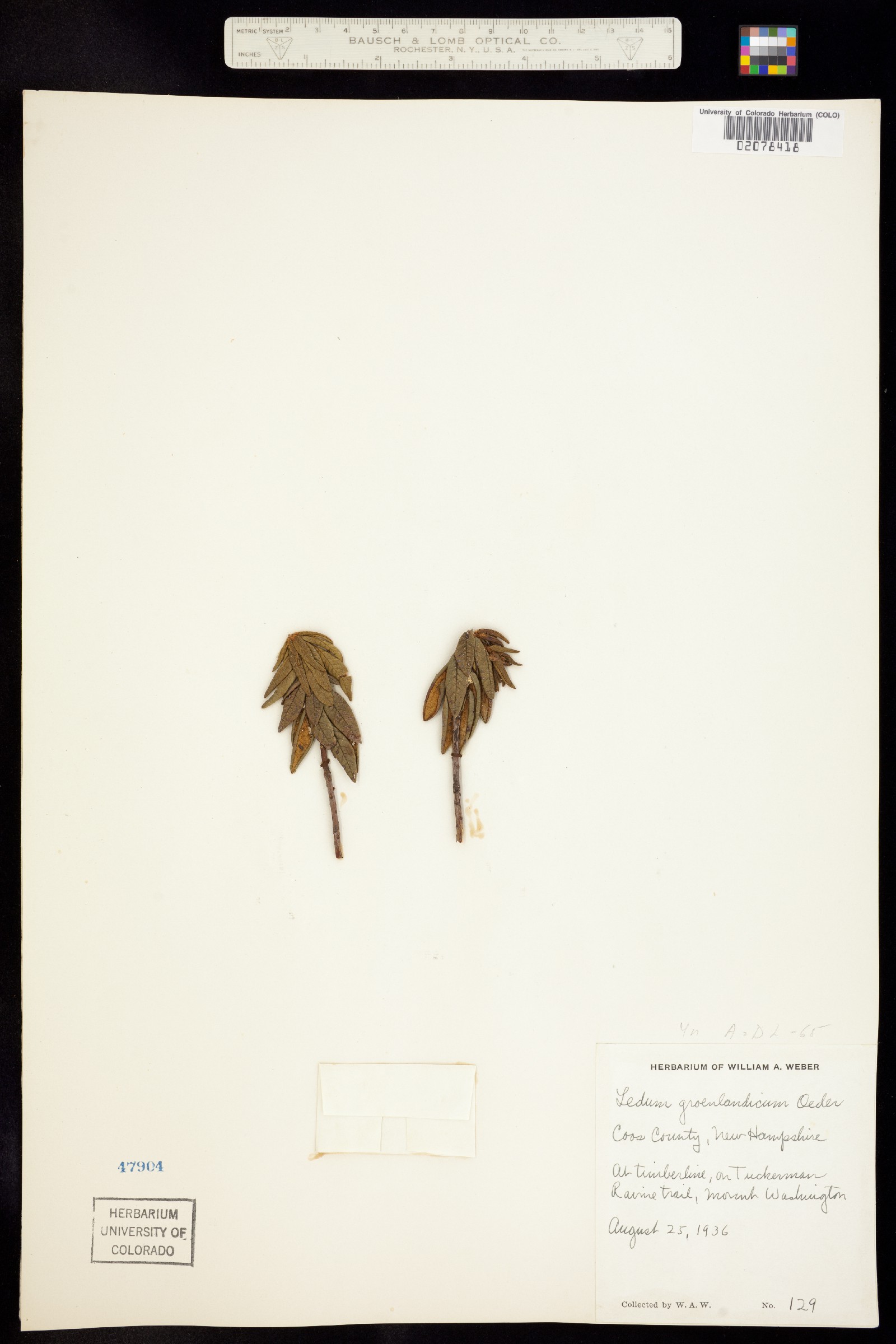 Rhododendron groenlandicum image