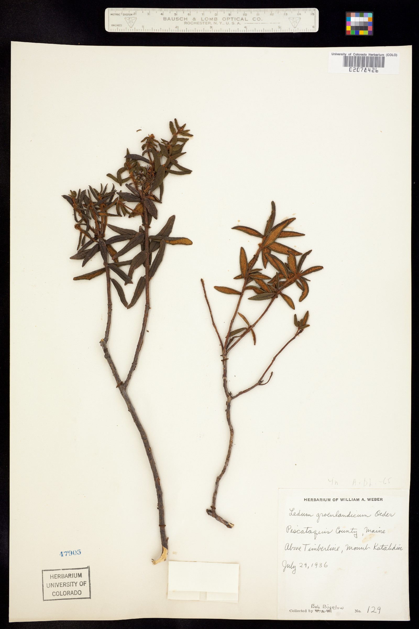 Rhododendron groenlandicum image