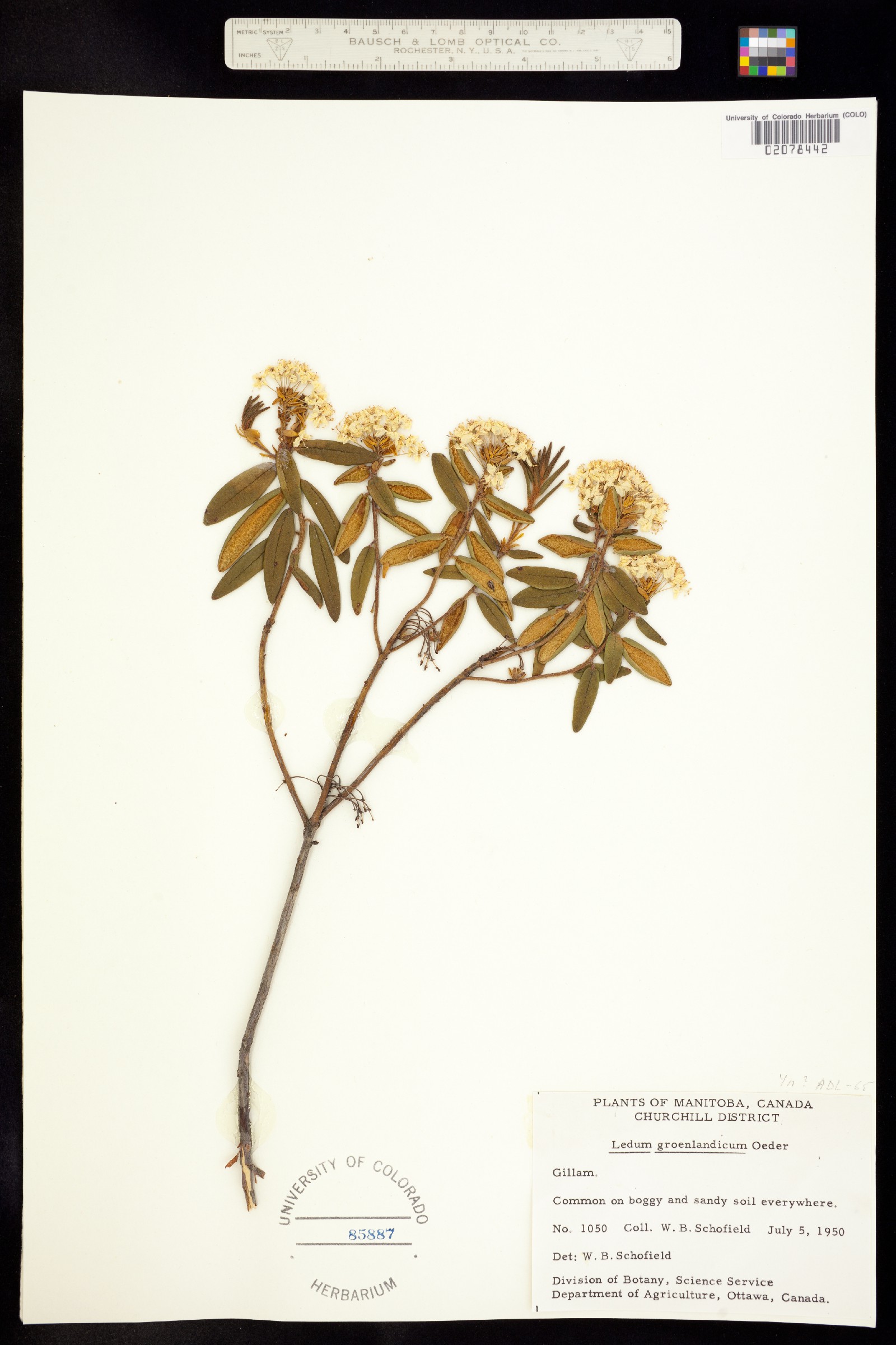 Rhododendron groenlandicum image