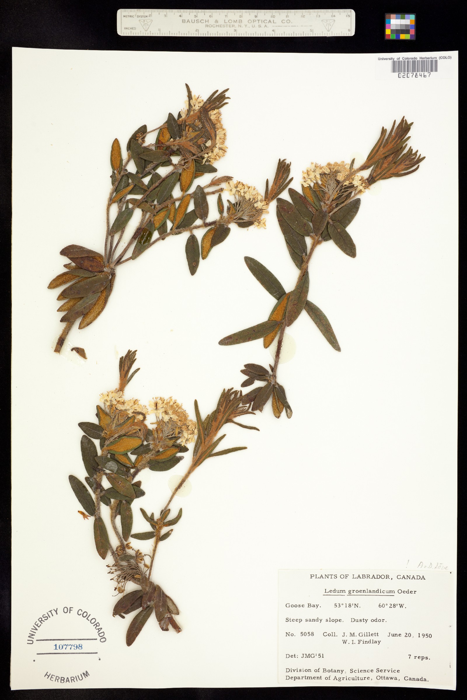 Rhododendron groenlandicum image