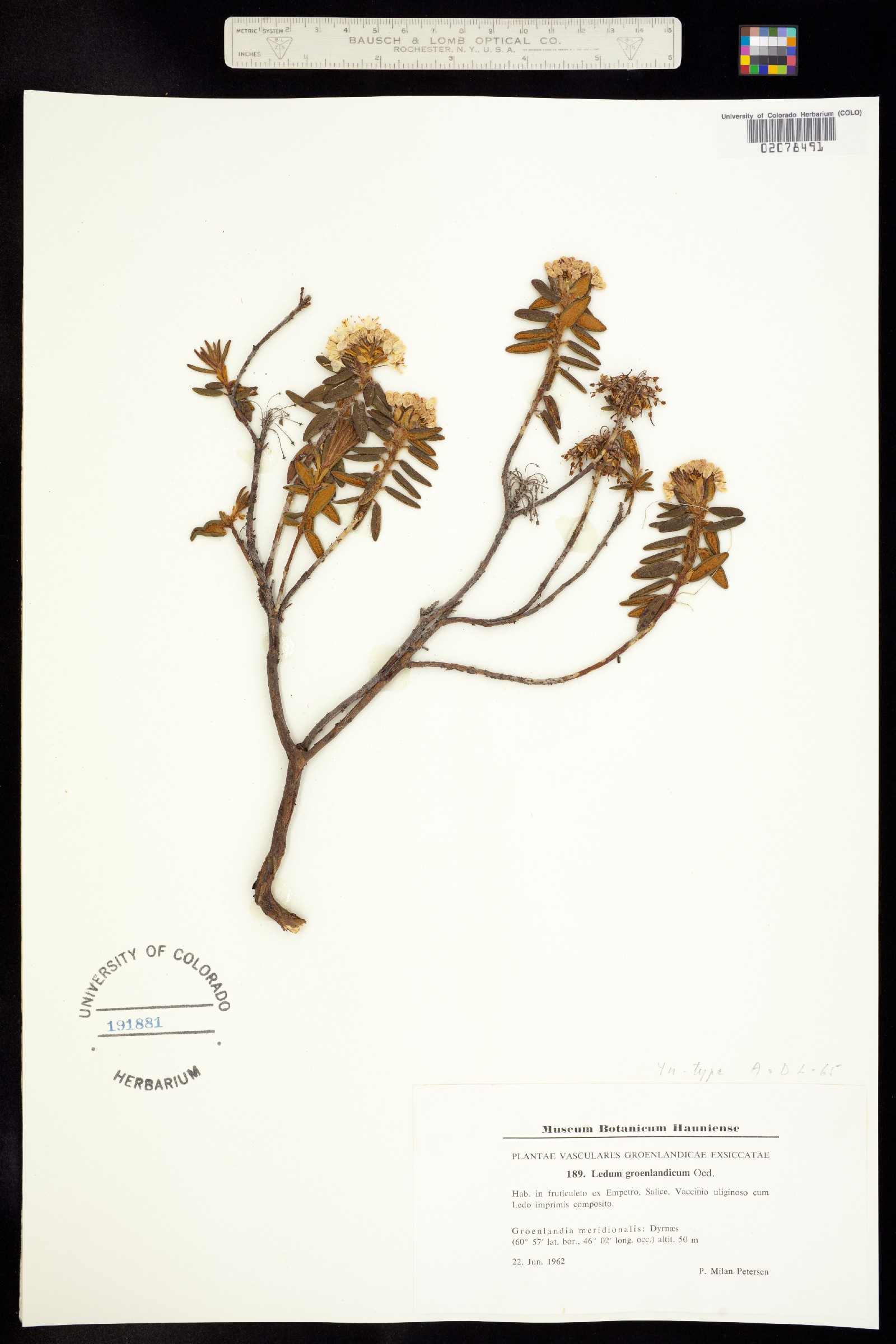 Rhododendron groenlandicum image