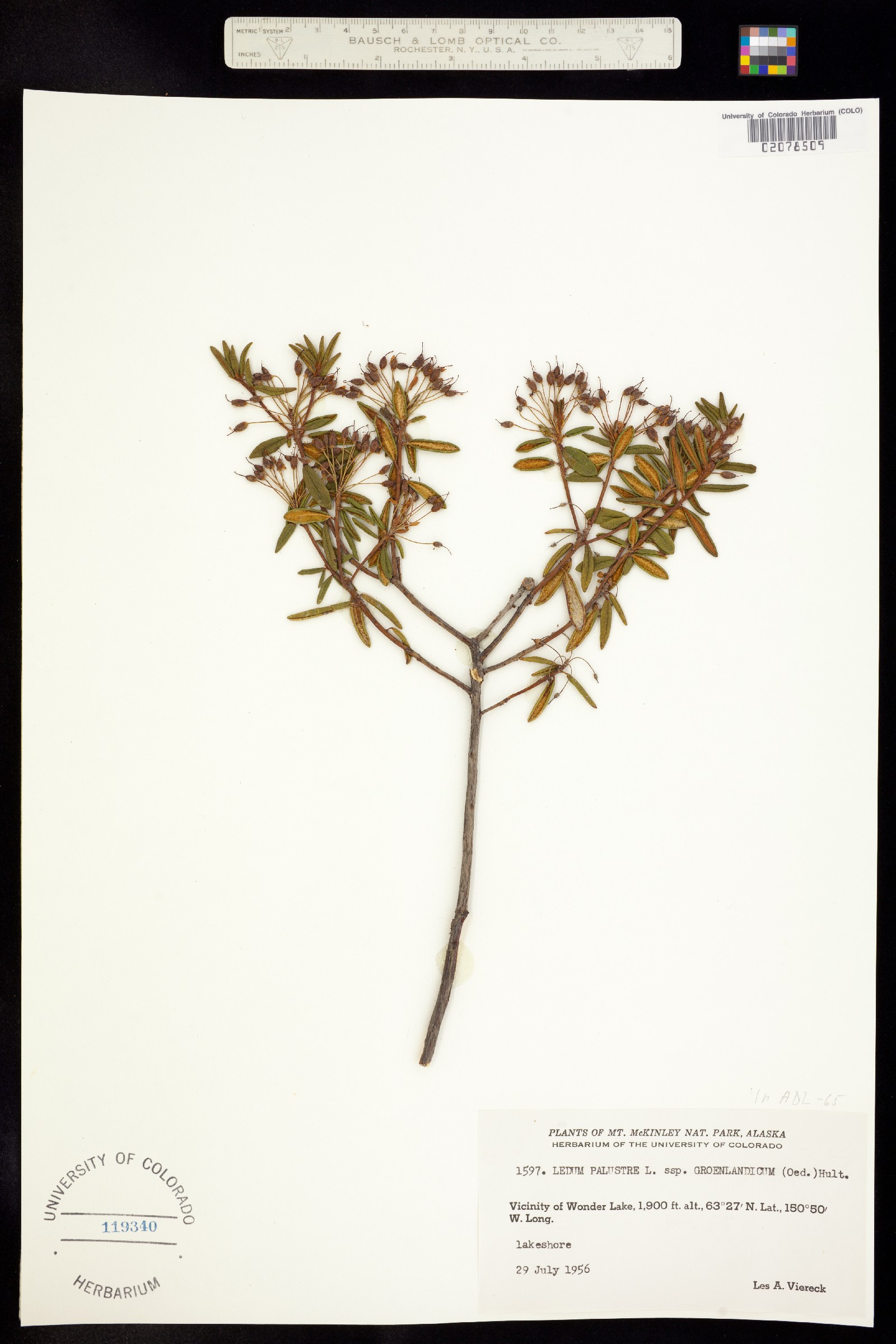 Rhododendron groenlandicum image