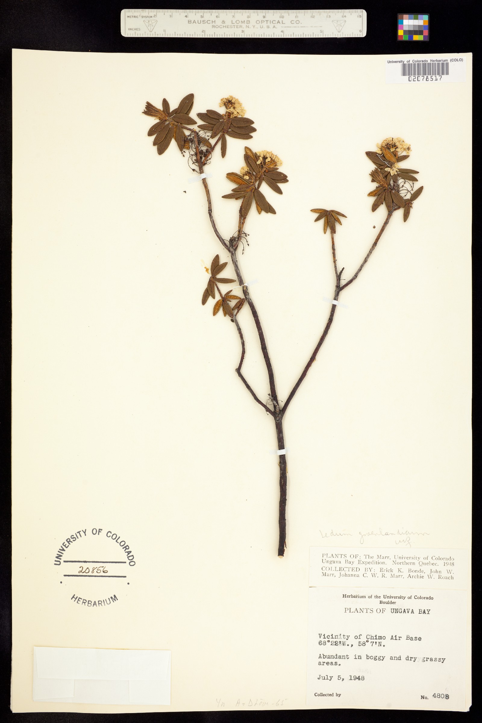 Rhododendron groenlandicum image