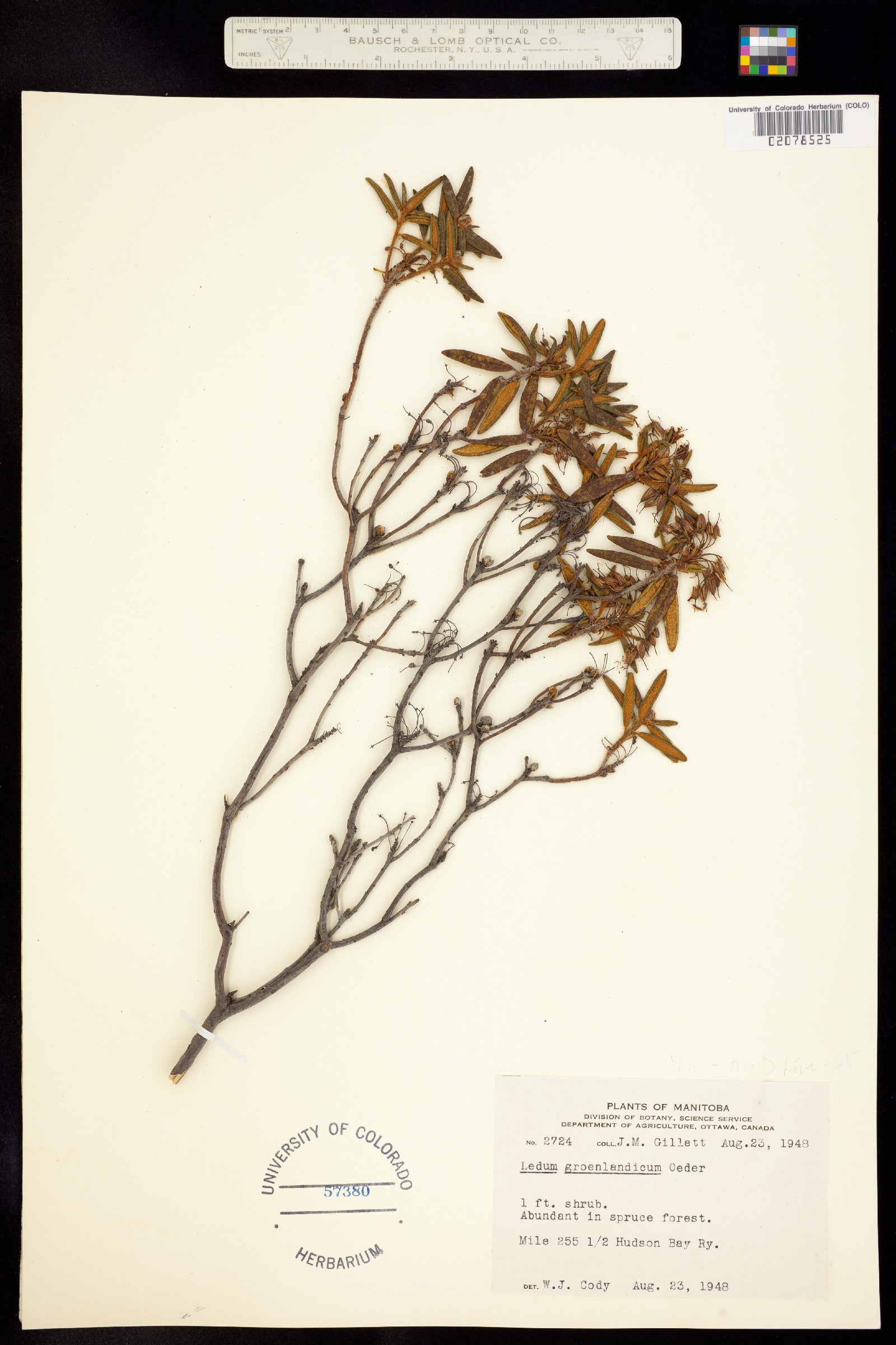 Rhododendron groenlandicum image