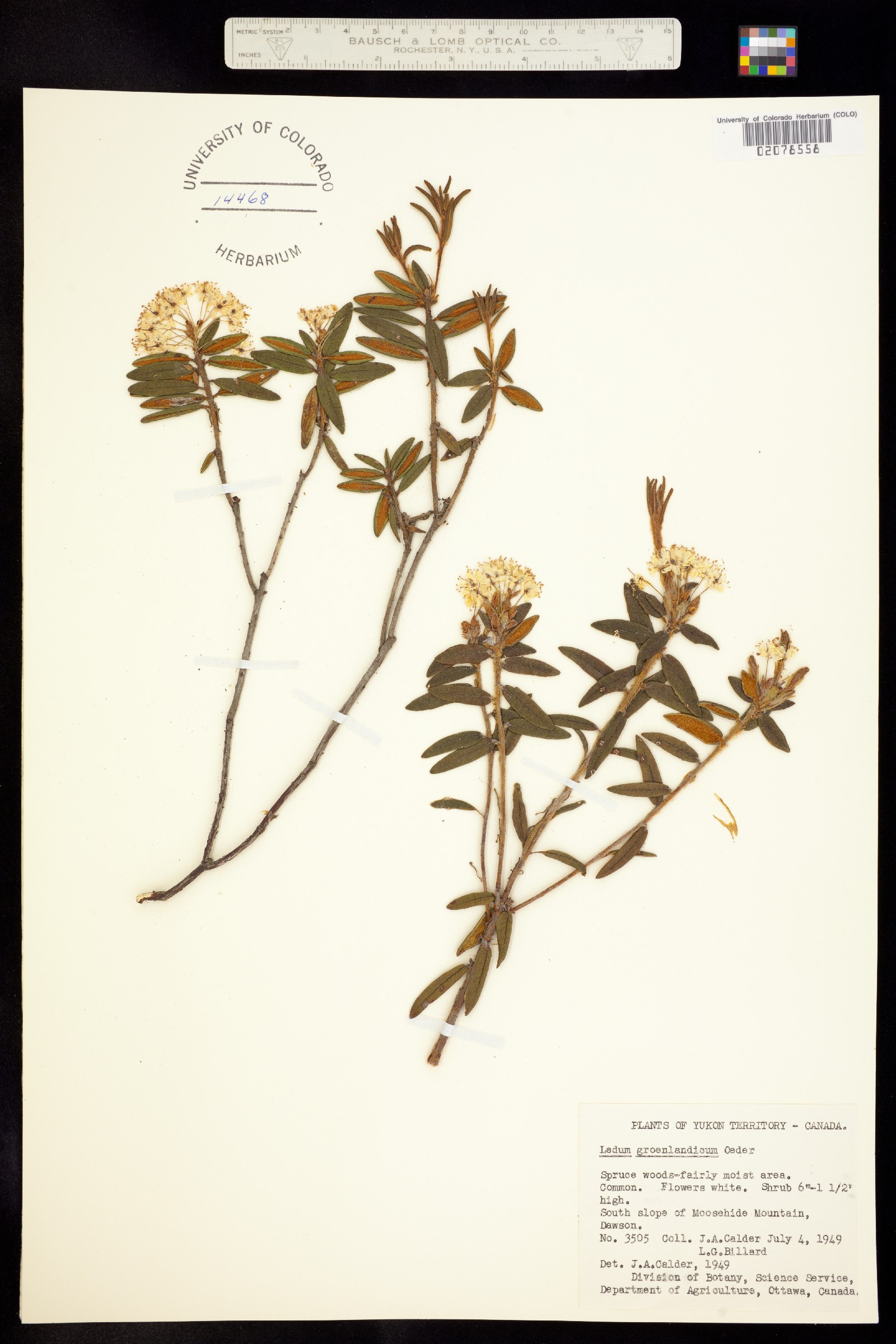 Rhododendron groenlandicum image