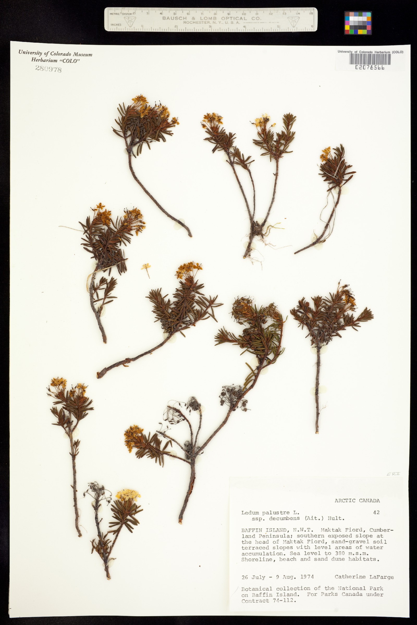 Rhododendron tomentosum image
