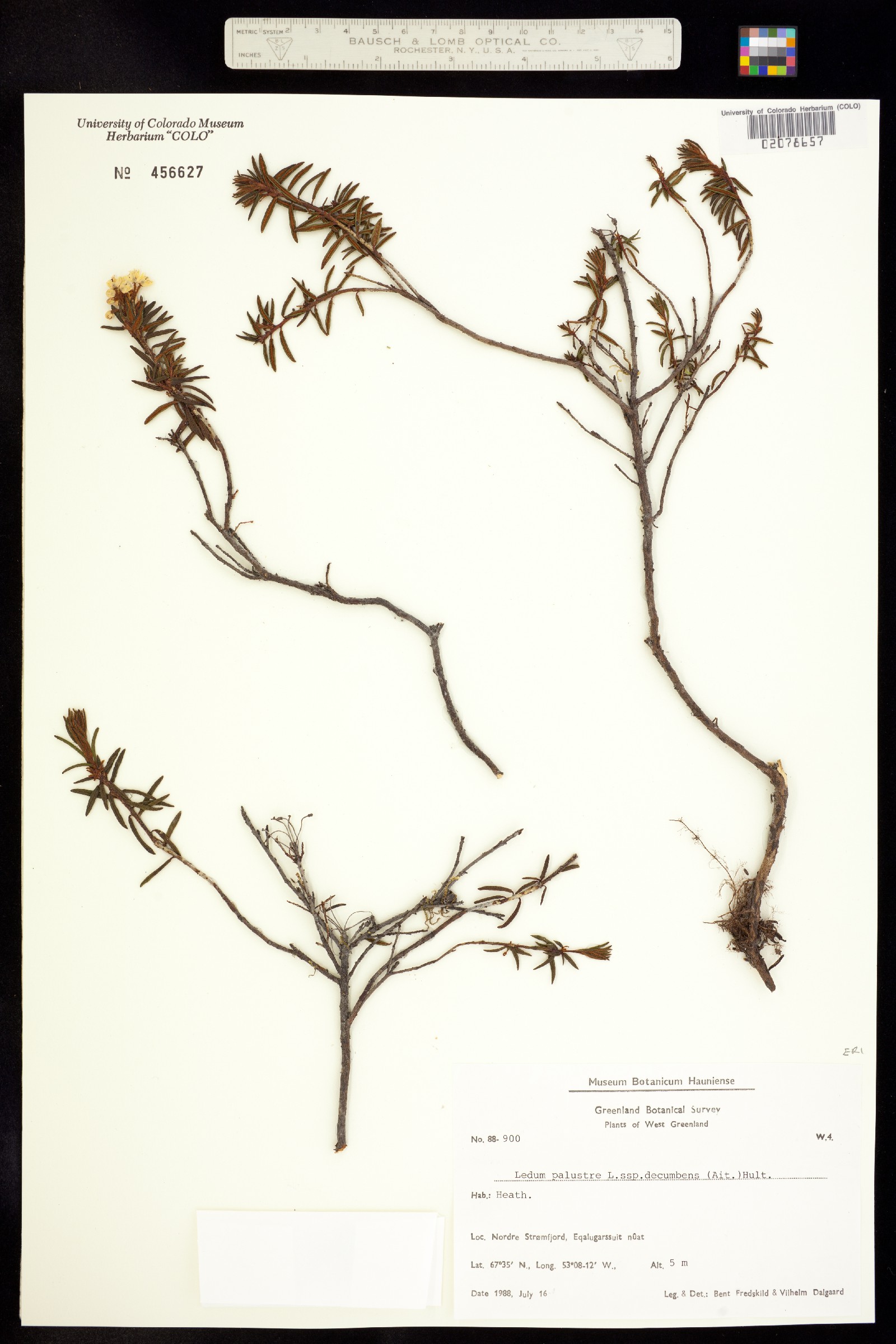 Rhododendron tomentosum image