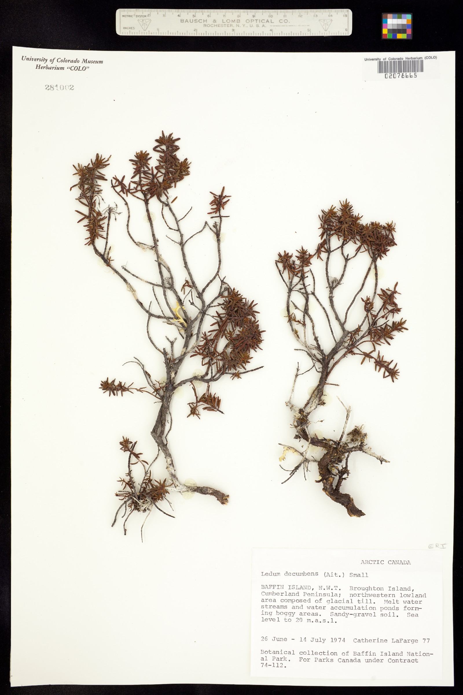 Rhododendron image