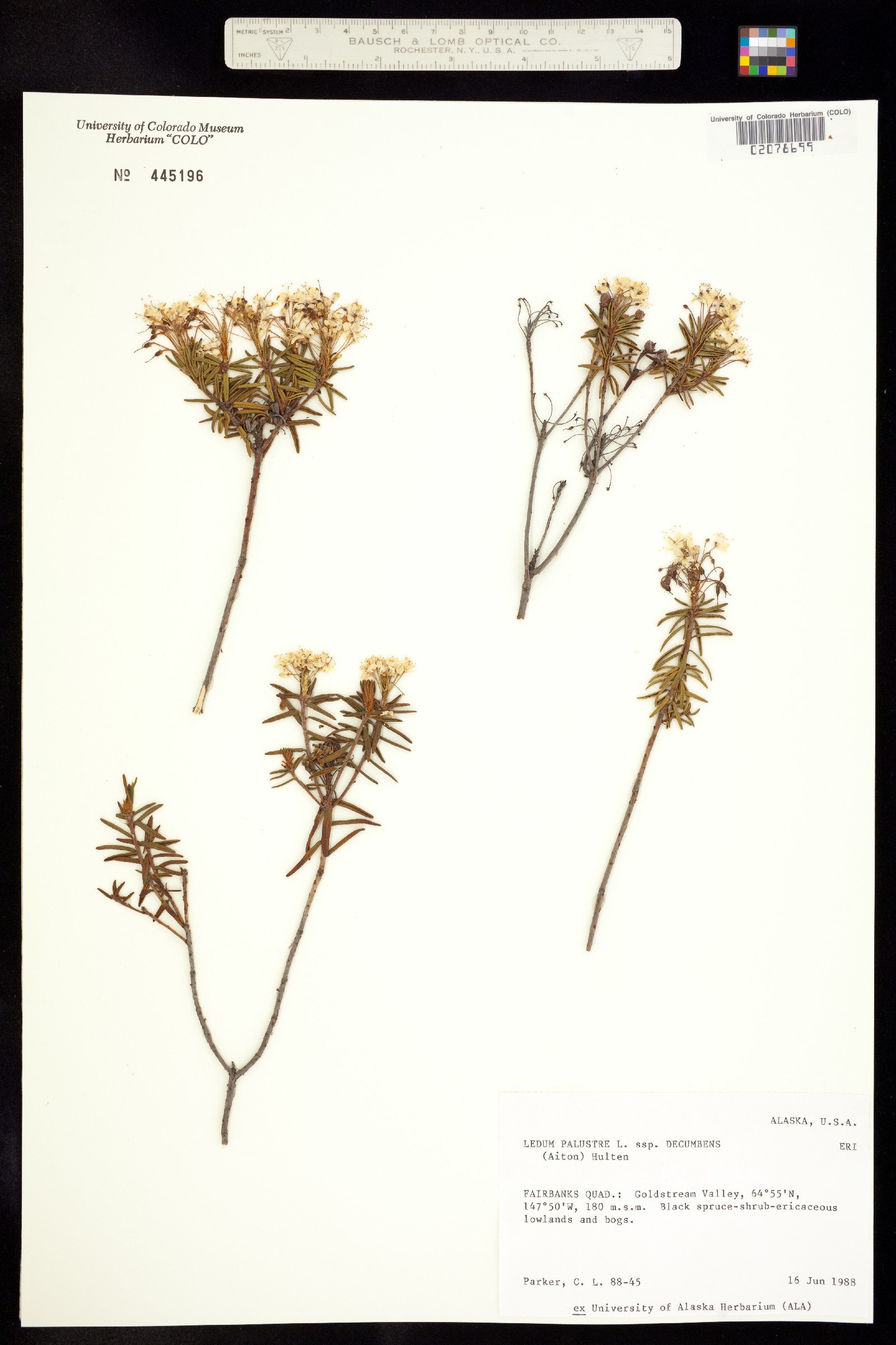 Rhododendron tomentosum image