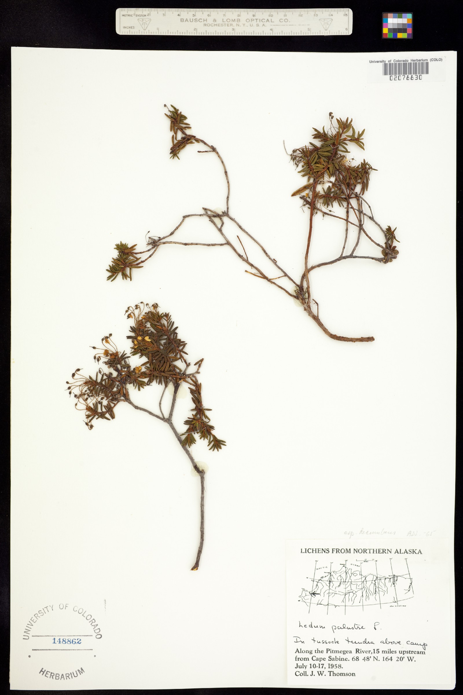 Rhododendron tomentosum image