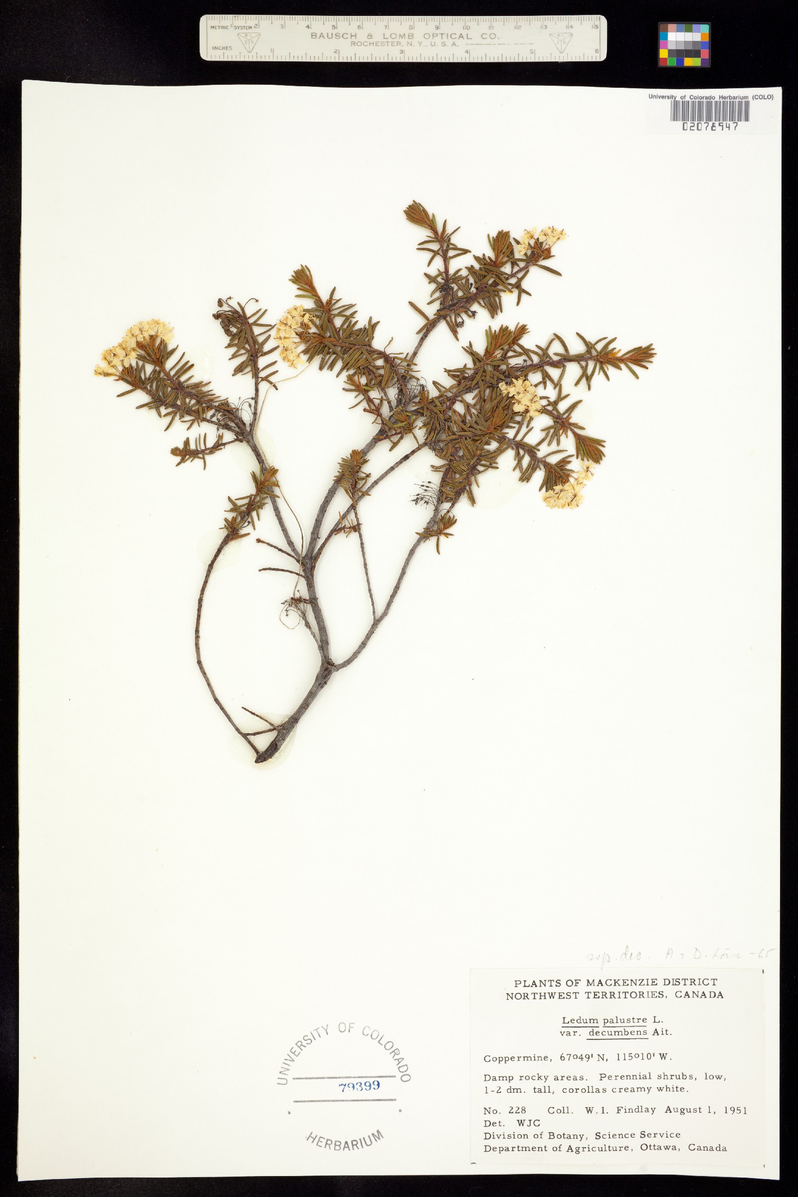 Rhododendron tomentosum image