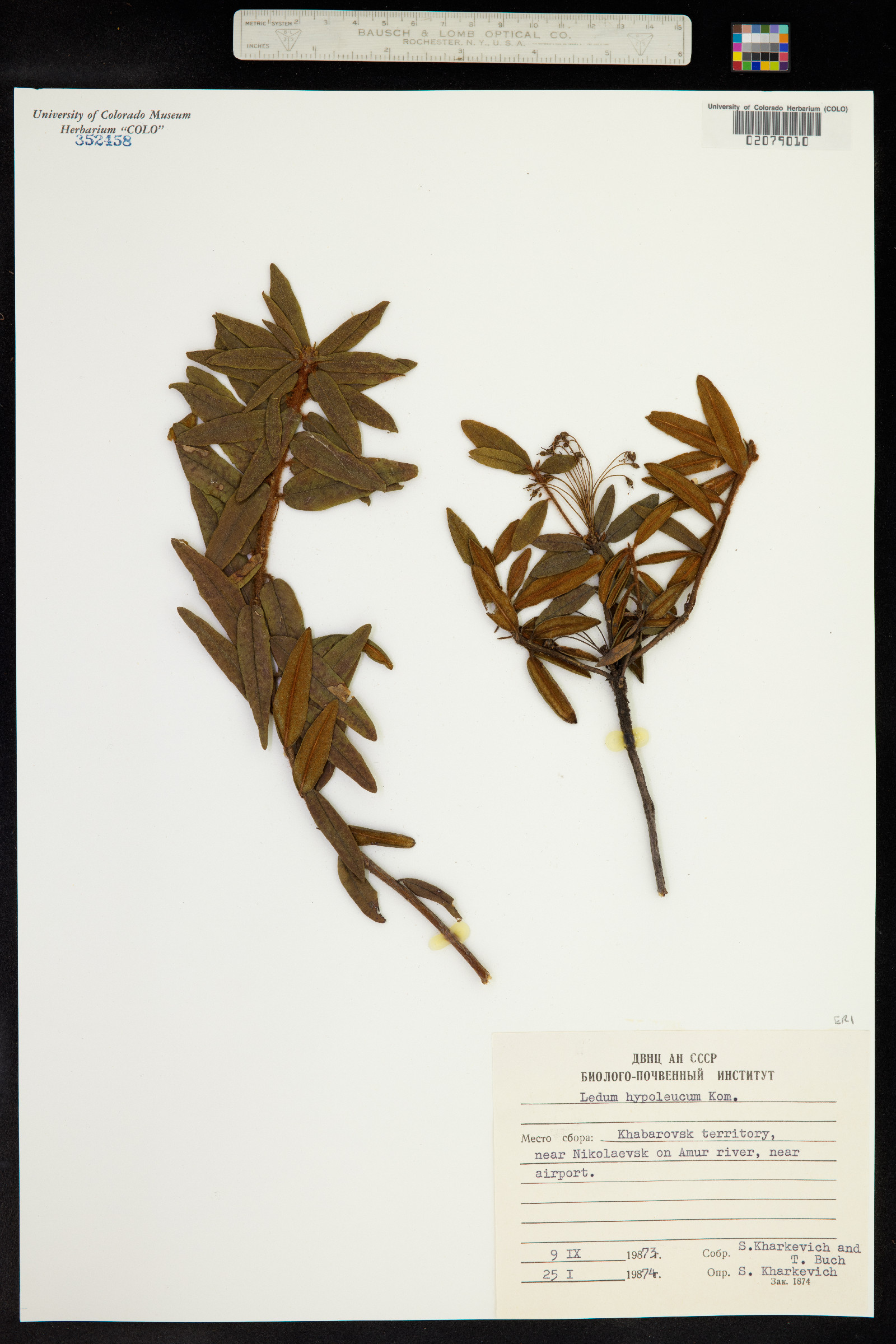 Rhododendron diversipilosum image