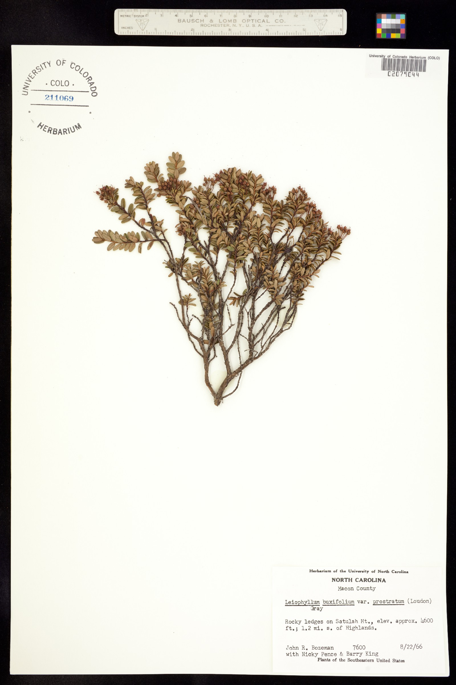 Kalmia buxifolia image