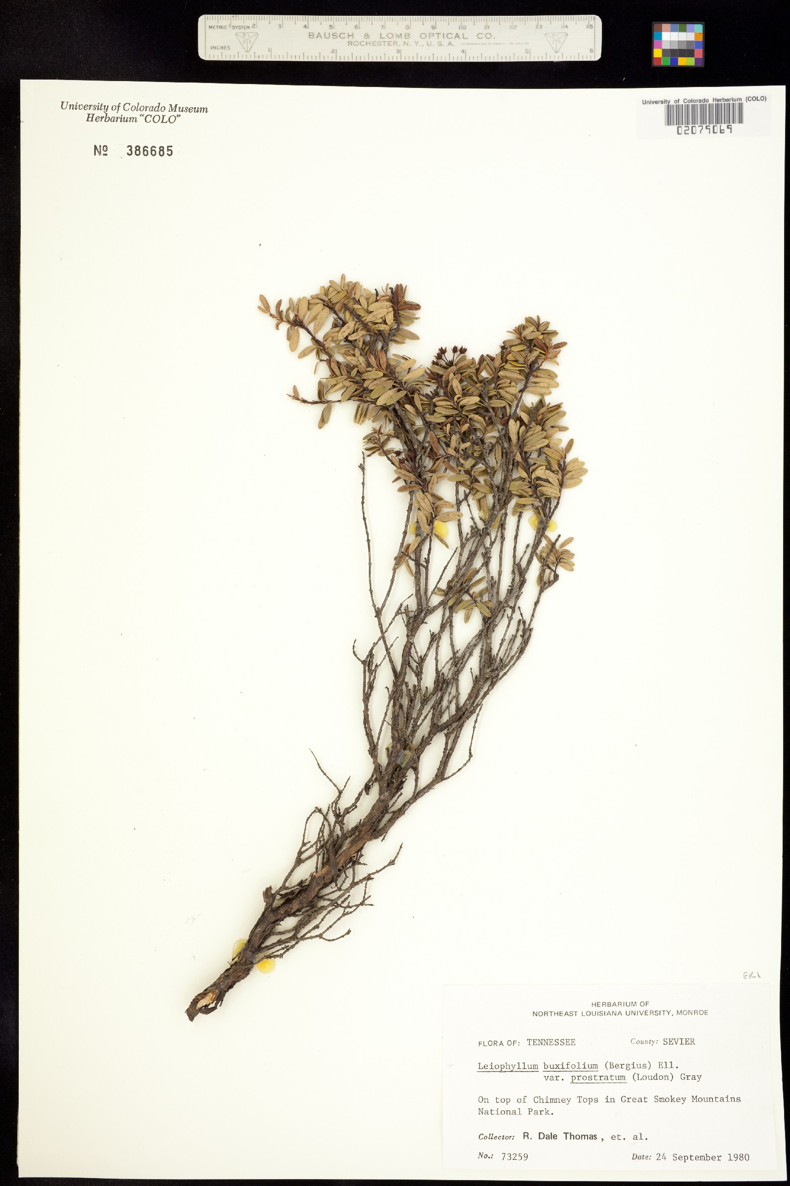 Kalmia buxifolia image