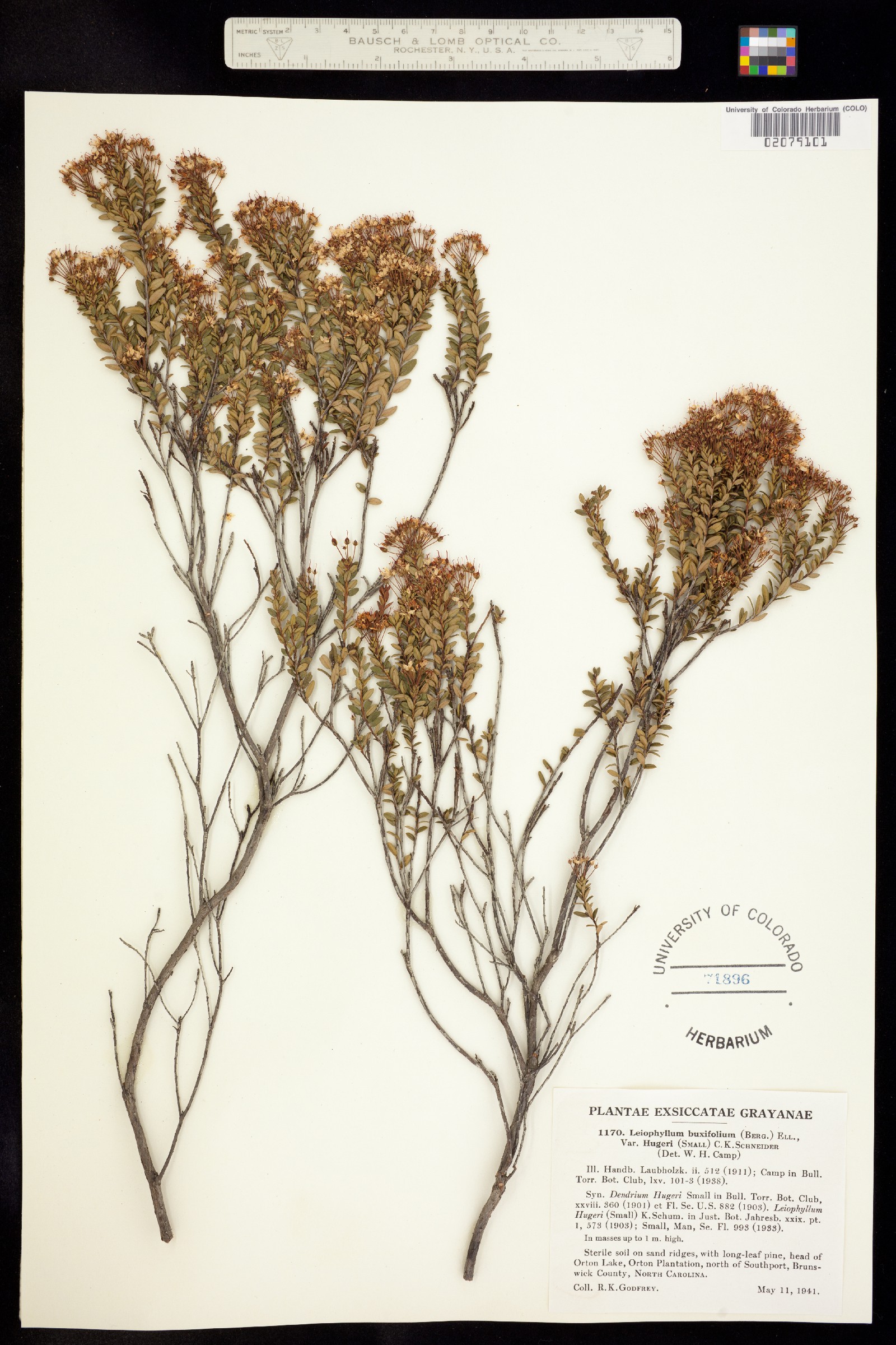 Kalmia buxifolia image