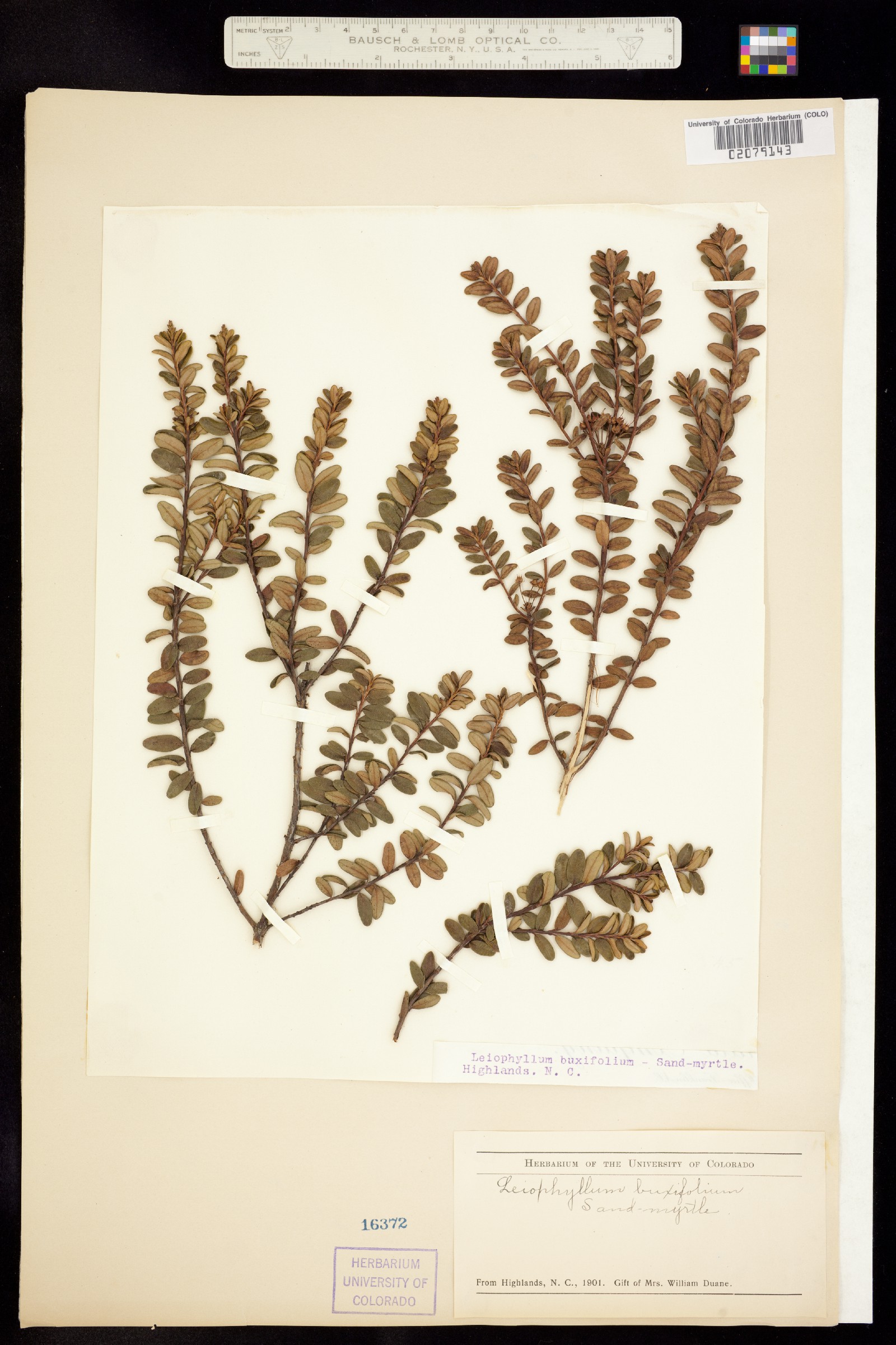 Kalmia buxifolia image