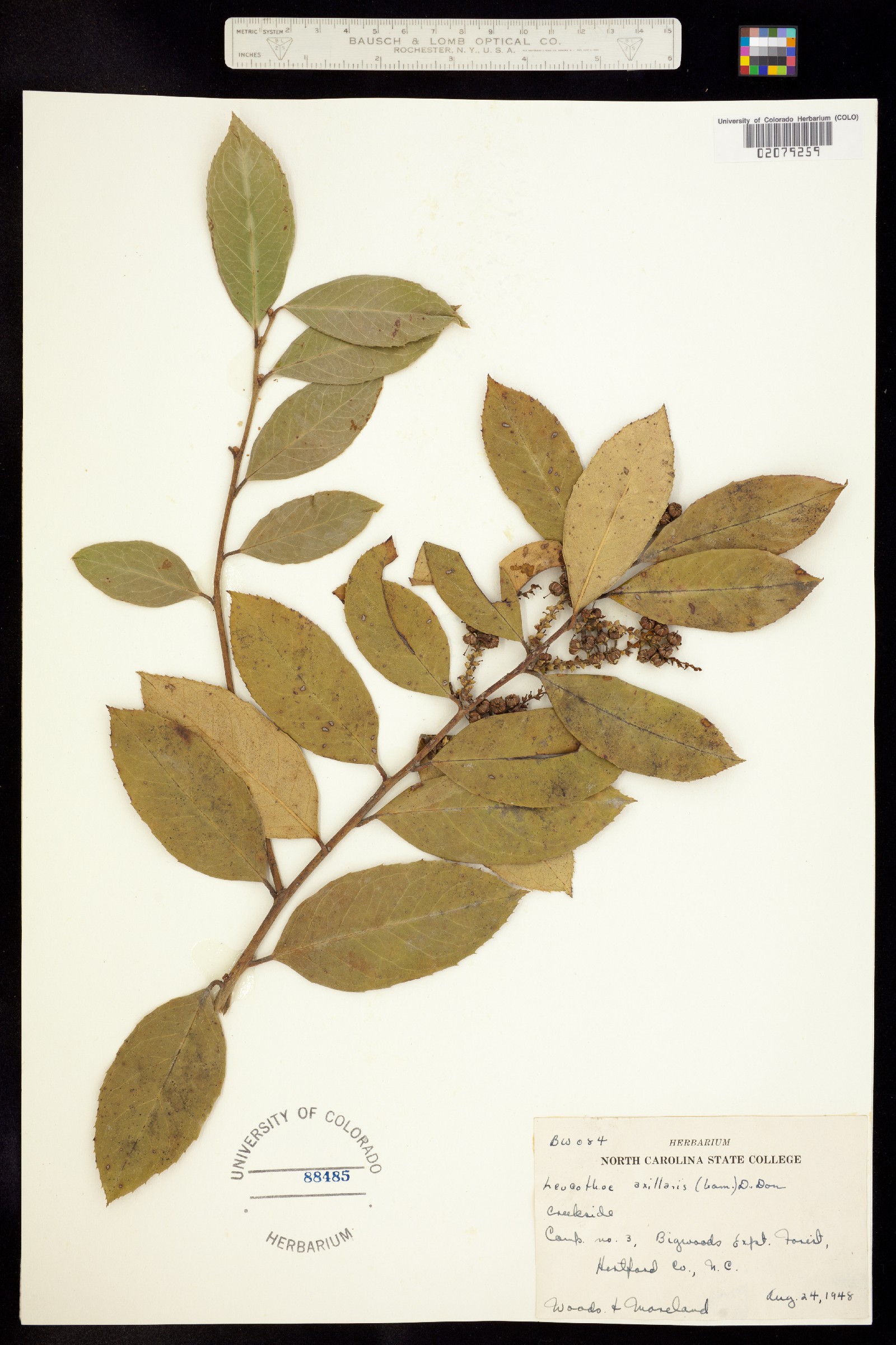 Leucothoe axillaris image