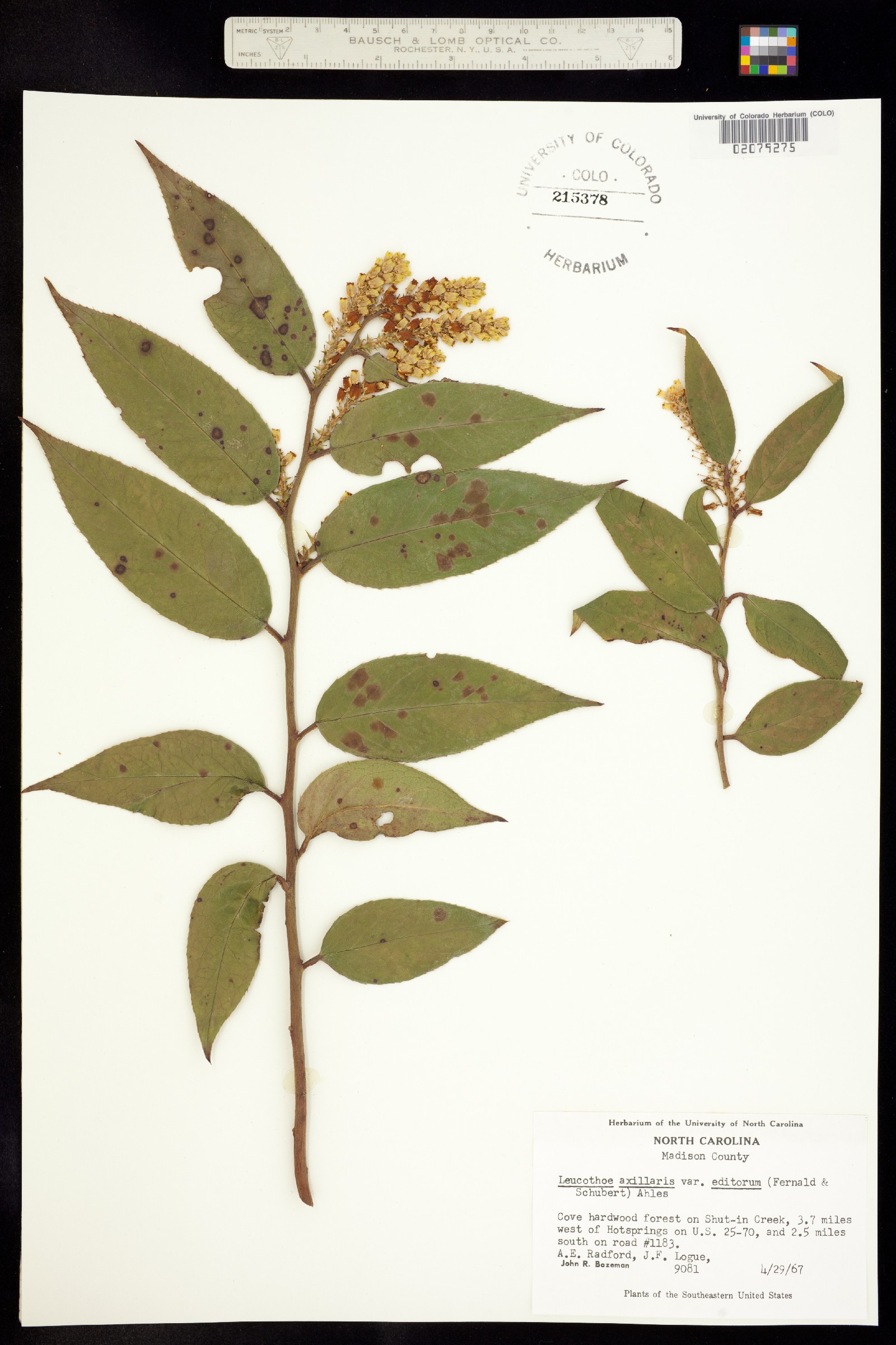 Leucothoe axillaris image