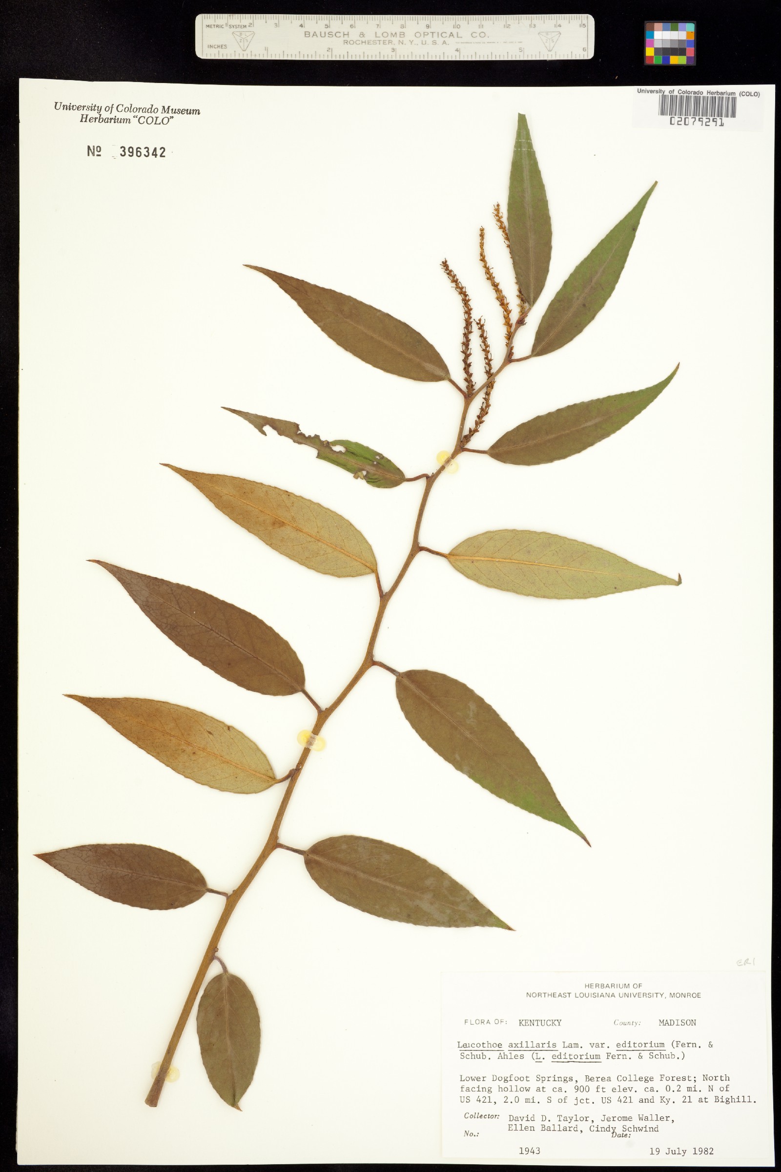 Leucothoe axillaris image