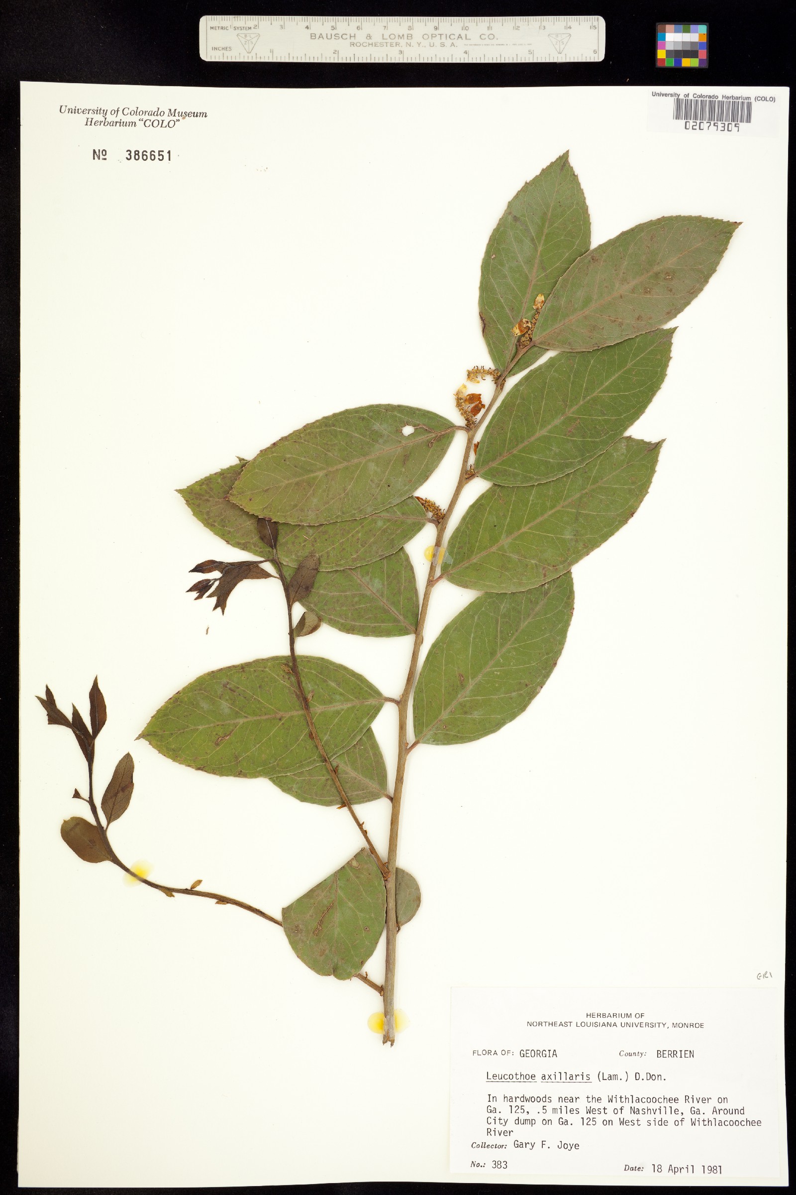 Leucothoe axillaris image