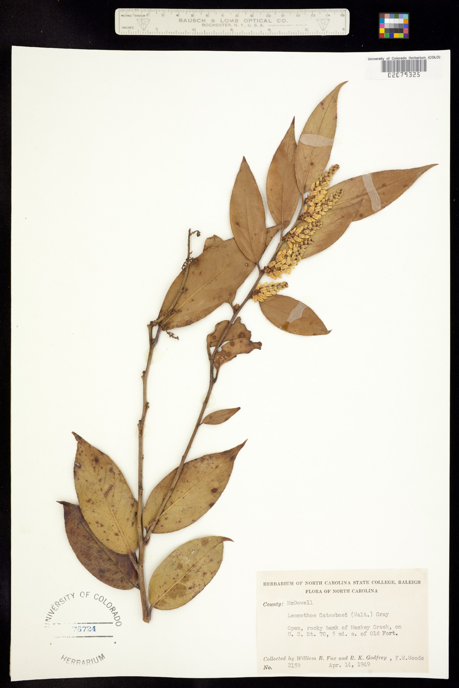 Leucothoe fontanesiana image