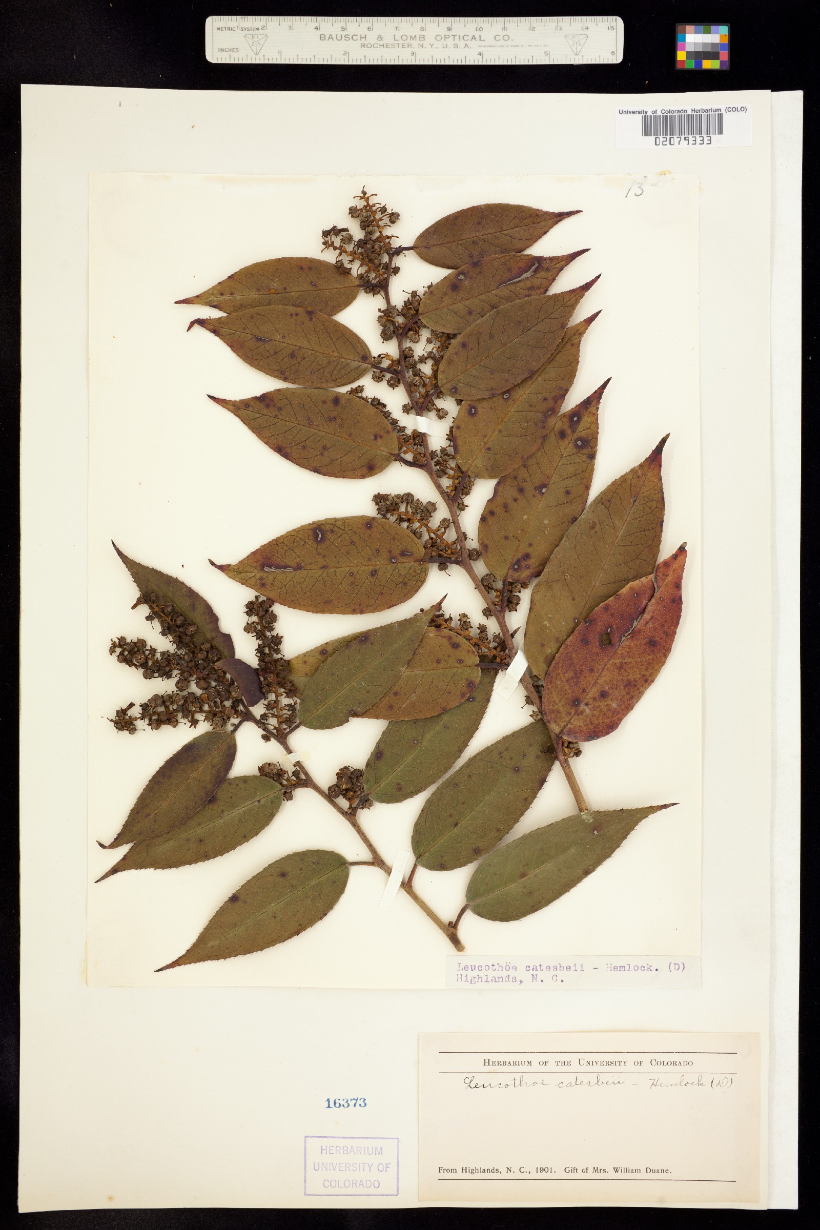 Leucothoe fontanesiana image