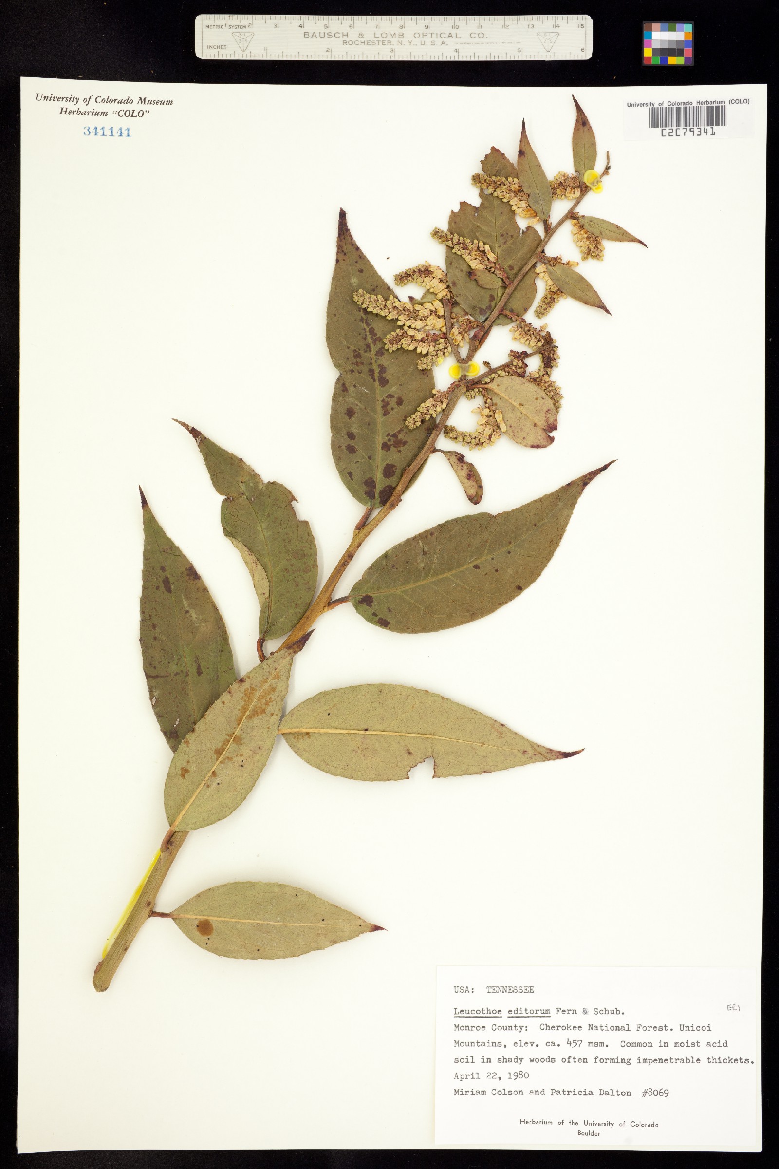 Leucothoe fontanesiana image