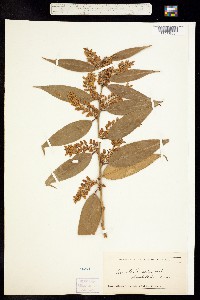 Leucothoe editorum image