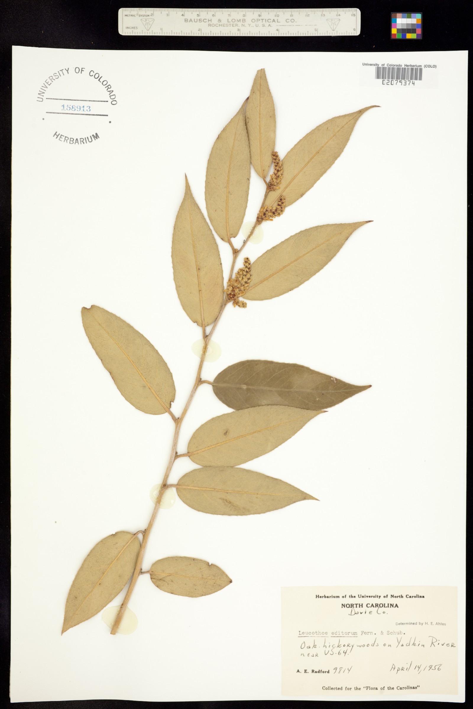 Leucothoe fontanesiana image