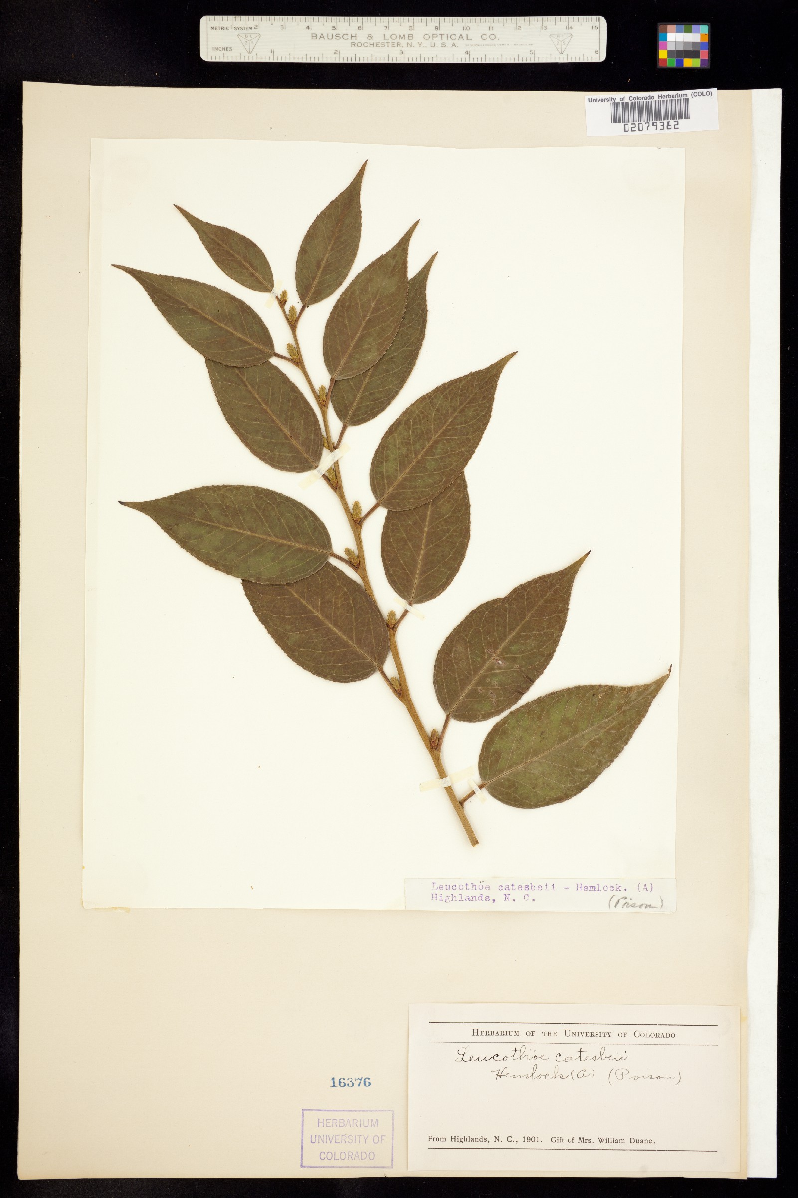 Leucothoe fontanesiana image