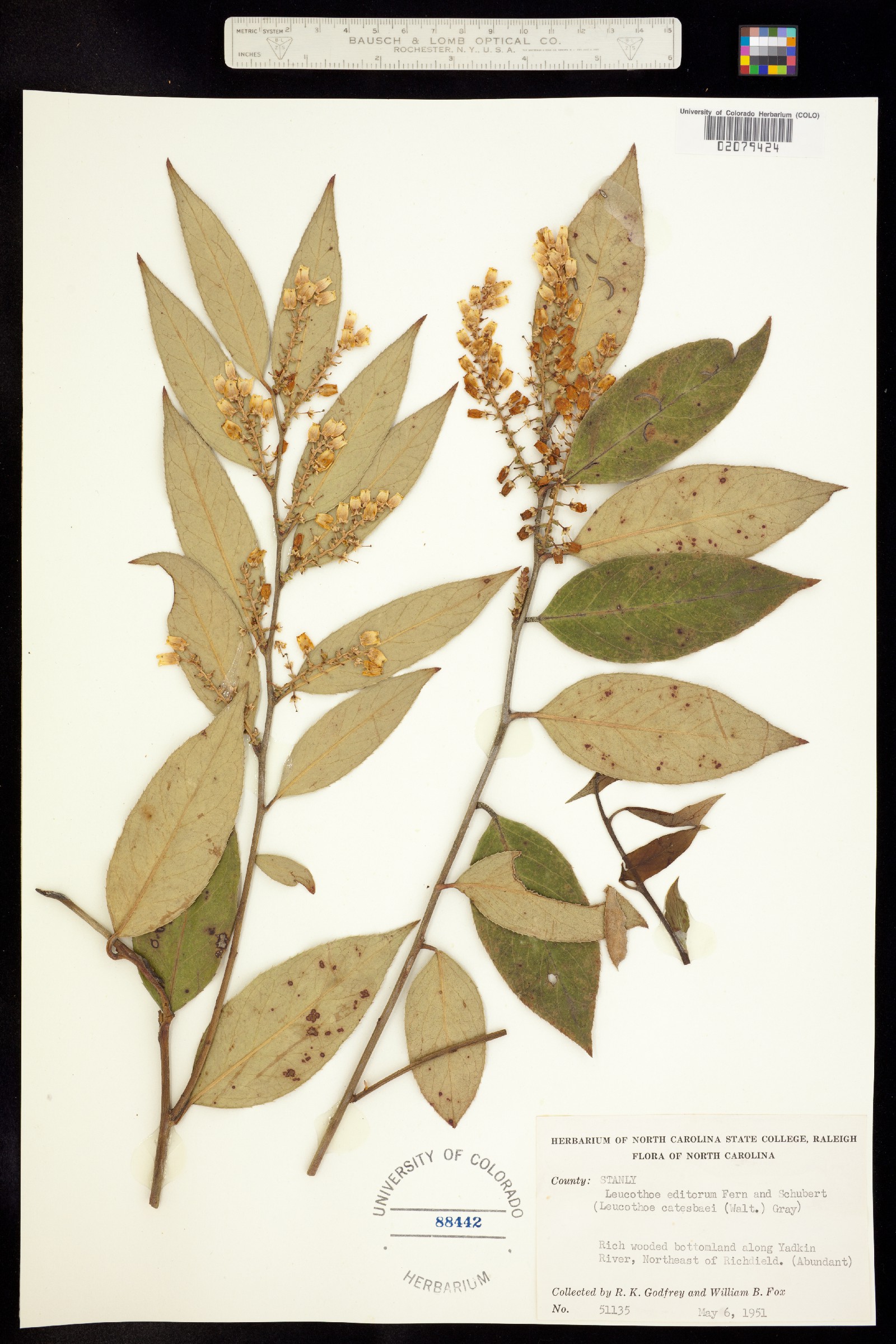 Leucothoe fontanesiana image