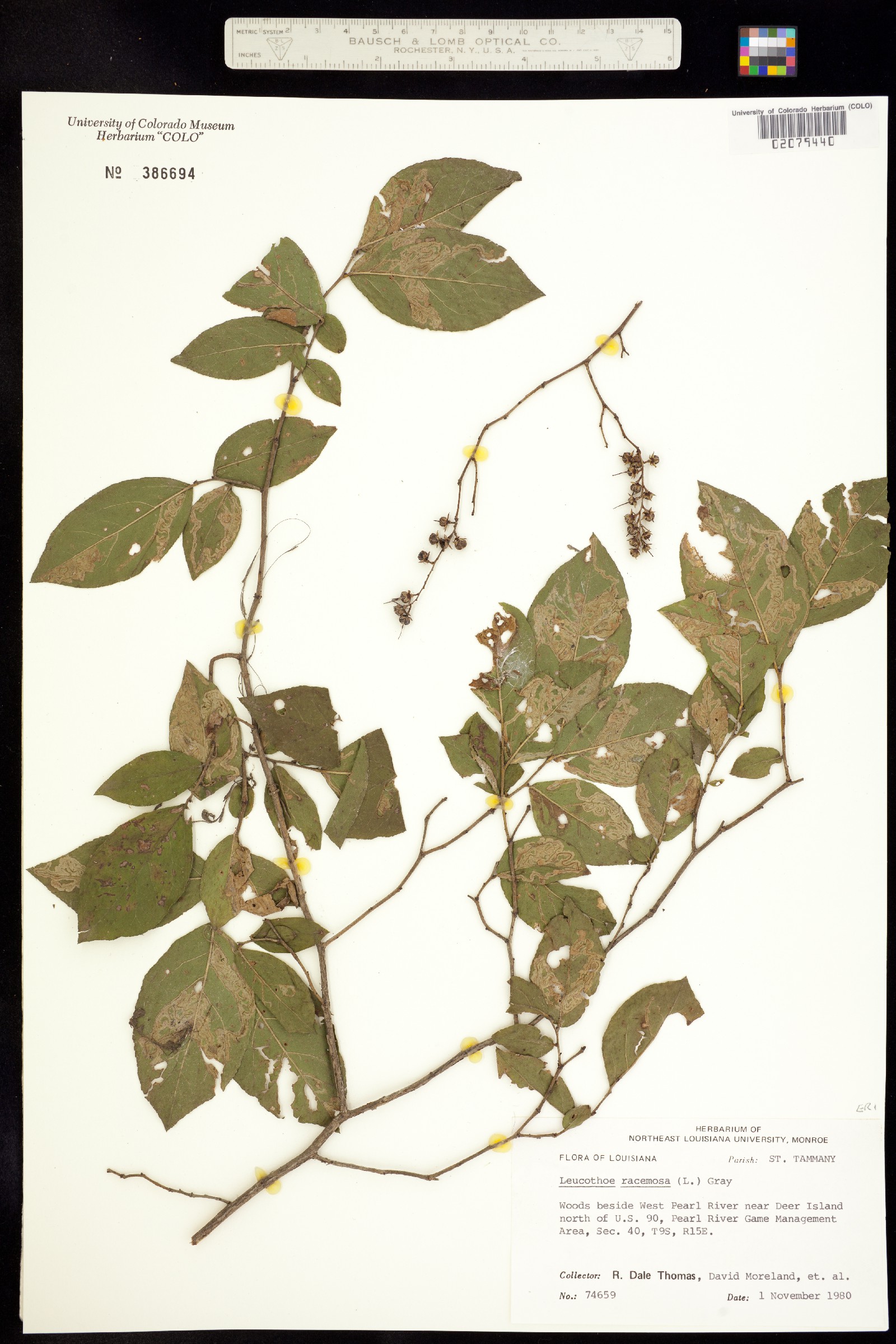 Eubotrys racemosa image