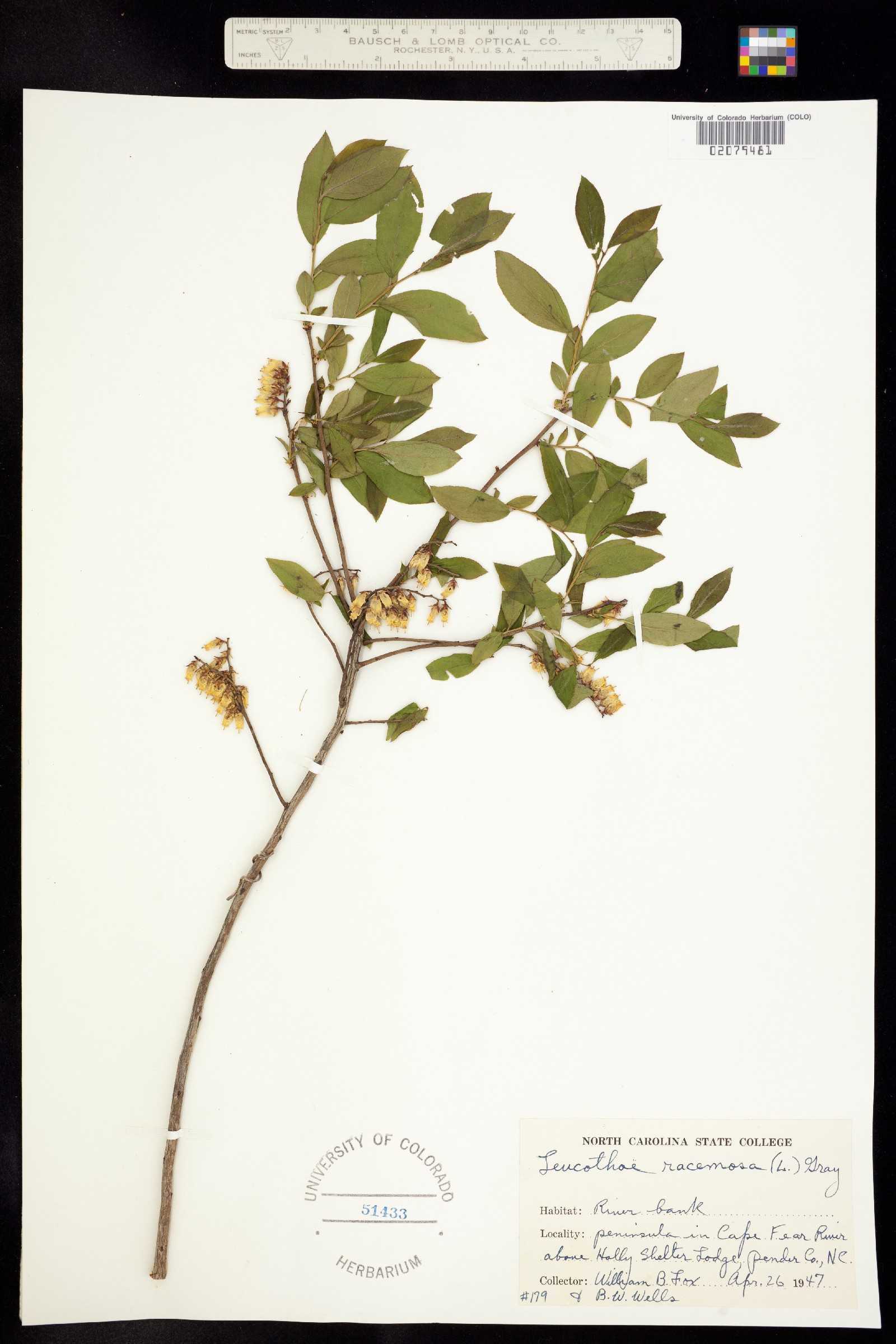 Eubotrys racemosa image