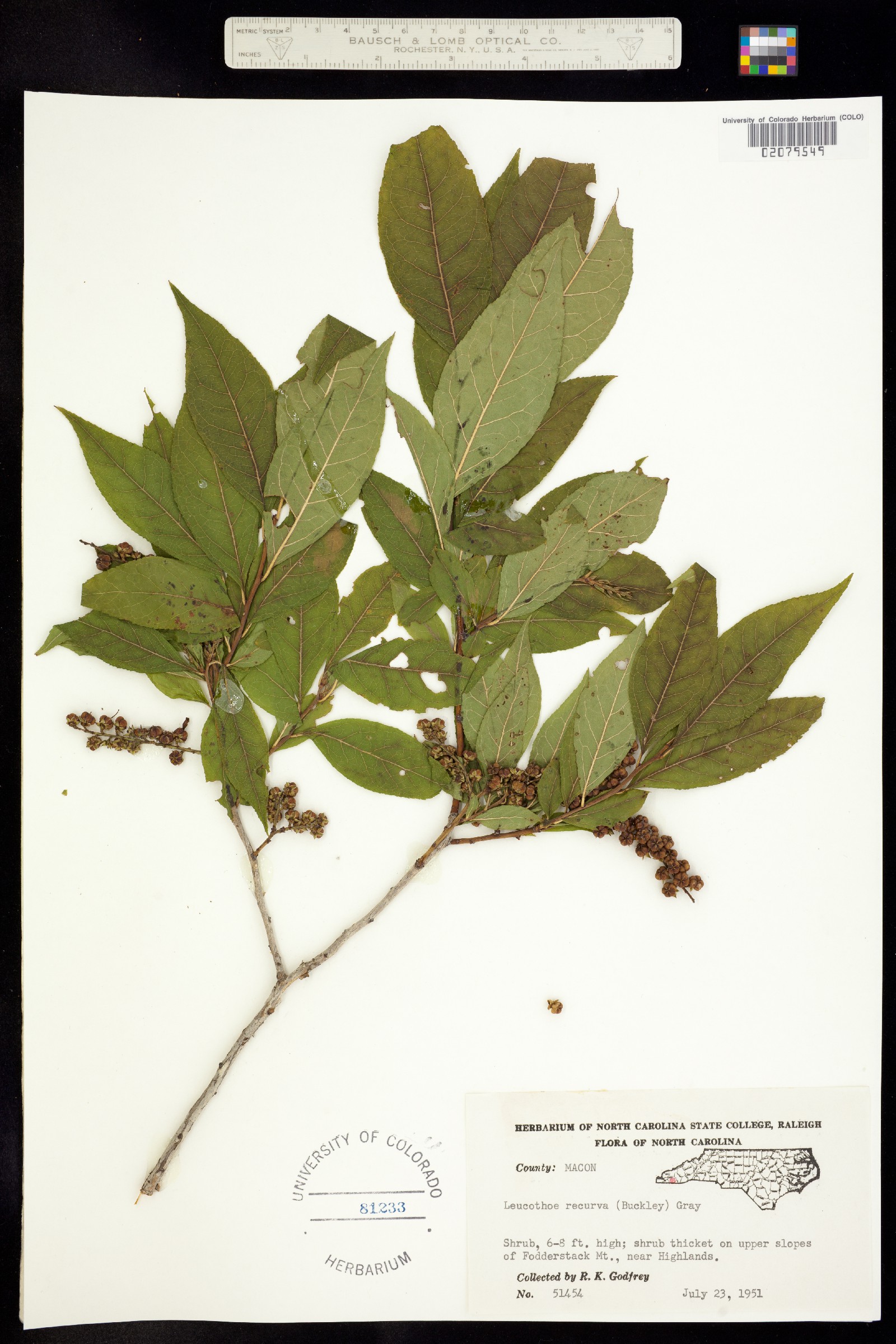 Eubotrys recurva image
