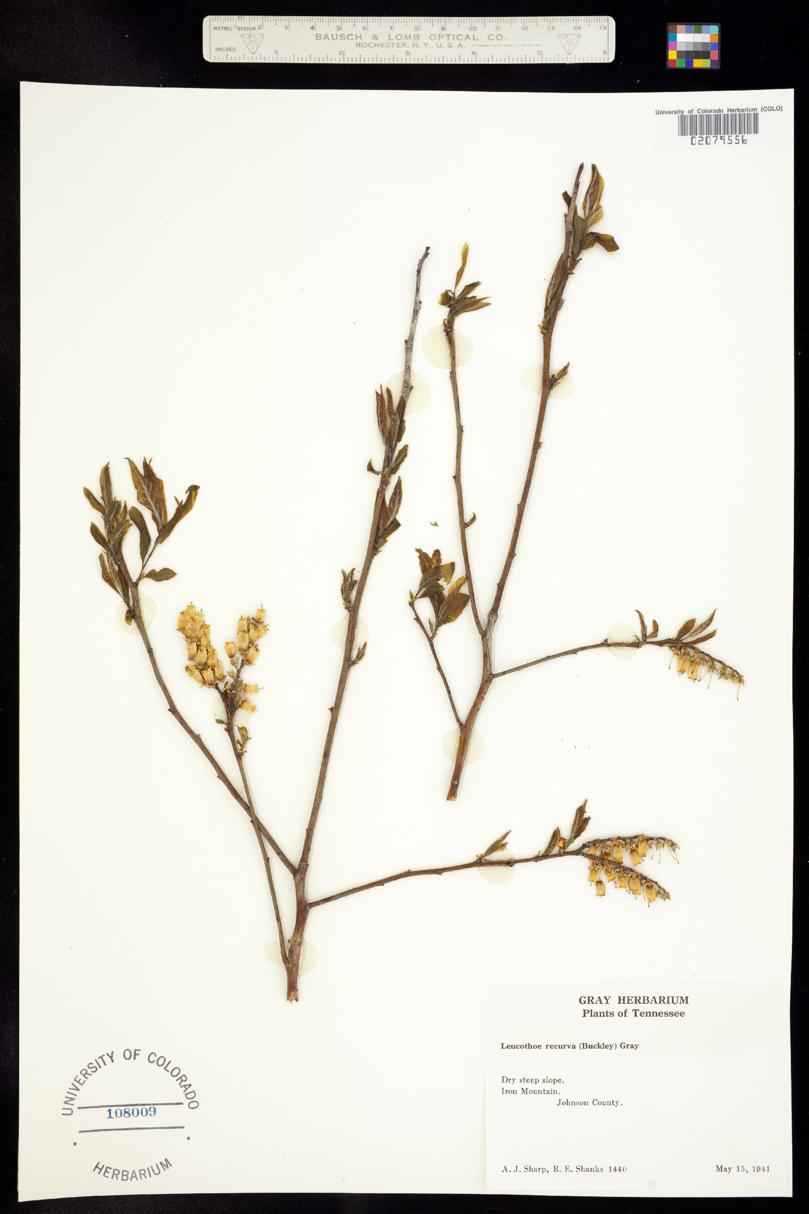 Eubotrys recurva image