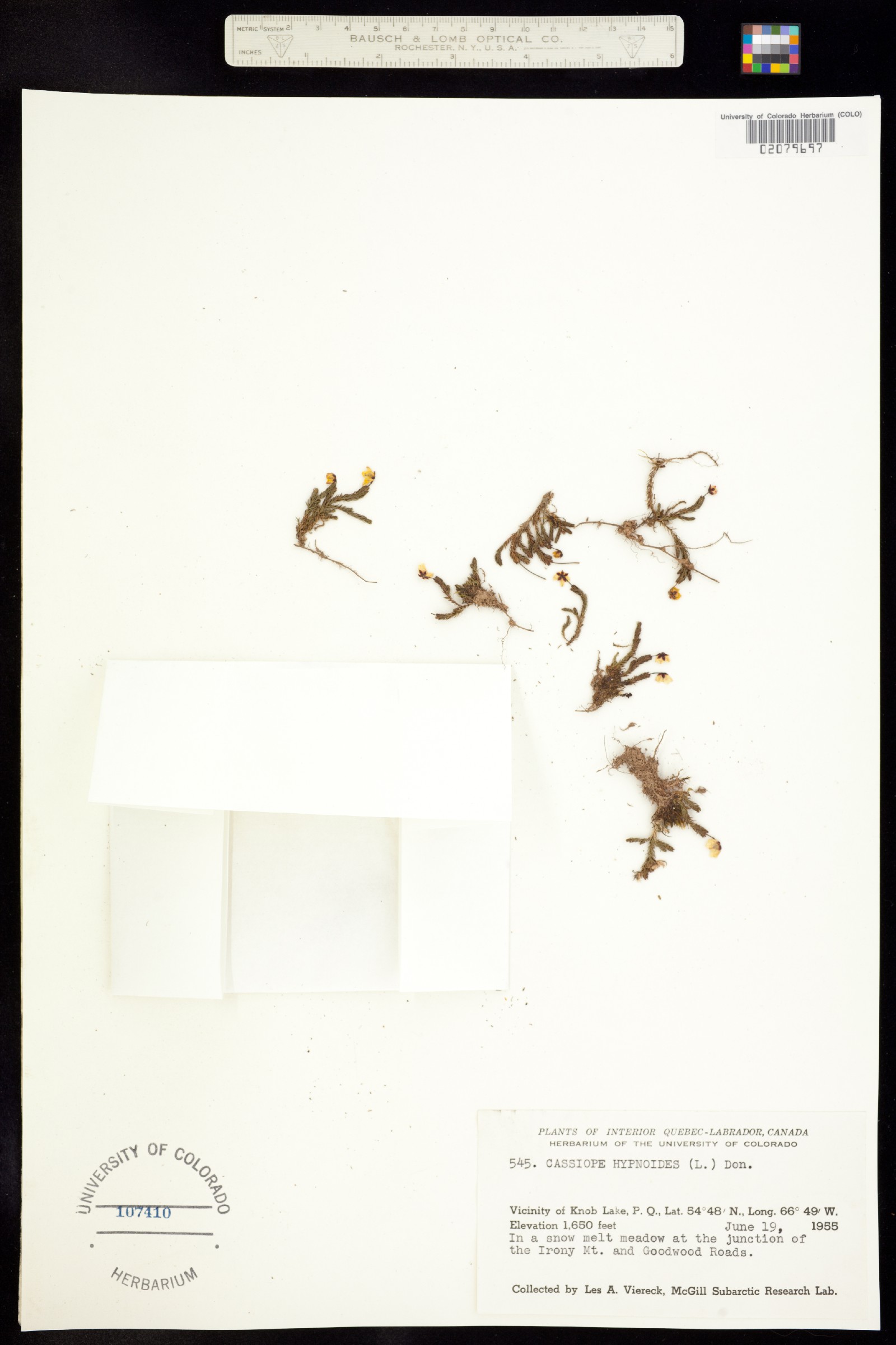 Harrimanella hypnoides image