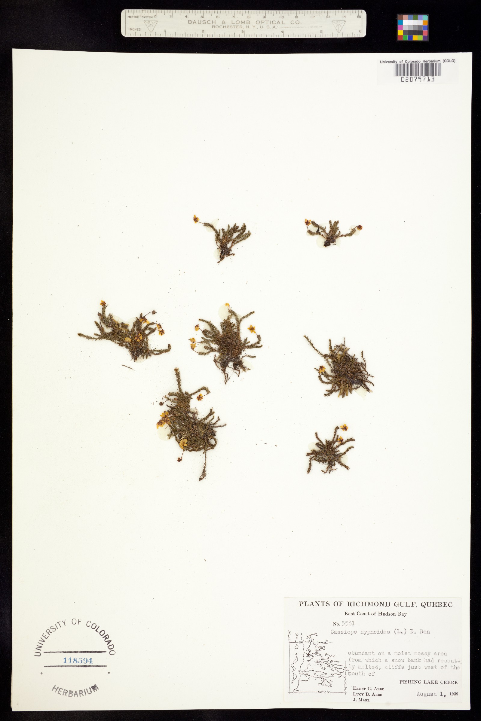 Harrimanella hypnoides image